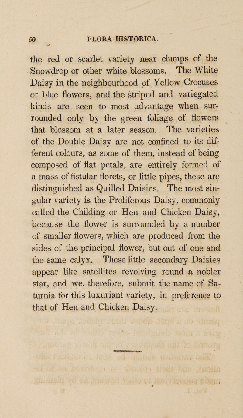 the red or scarlet variety near clumps of the Snowdrop or other white blossoms. The White Daisy in the neighbourhood of Yellow Crocuses or blue flowers, and the striped and variegated kinds are seen to most advantage when sur¬ rounded only by the green foliage of flowers that blossom at a later season. The varieties of the Double Daisy are not confined to its dif¬ ferent colours, as some of them, instead of being composed of flat petals, are entirely formed of a mass of fistular florets, or little pipes, these are distinguished as Quilled Daisies. The most sin¬ gular variety is the Proliferous Daisy, commonly called the Childing or Hen and Chicken Daisy, because the flower is surrounded by a number of smaller flowers, which are produced from the sides of the principal flower, but out of one and the same calyx. These little secondary Daisies appear like satellites revolving round a nobler star, and we, therefore, submit the name of Sa- turnia for this luxuriant variety, in preference to that of Hen and Chicken Daisy.