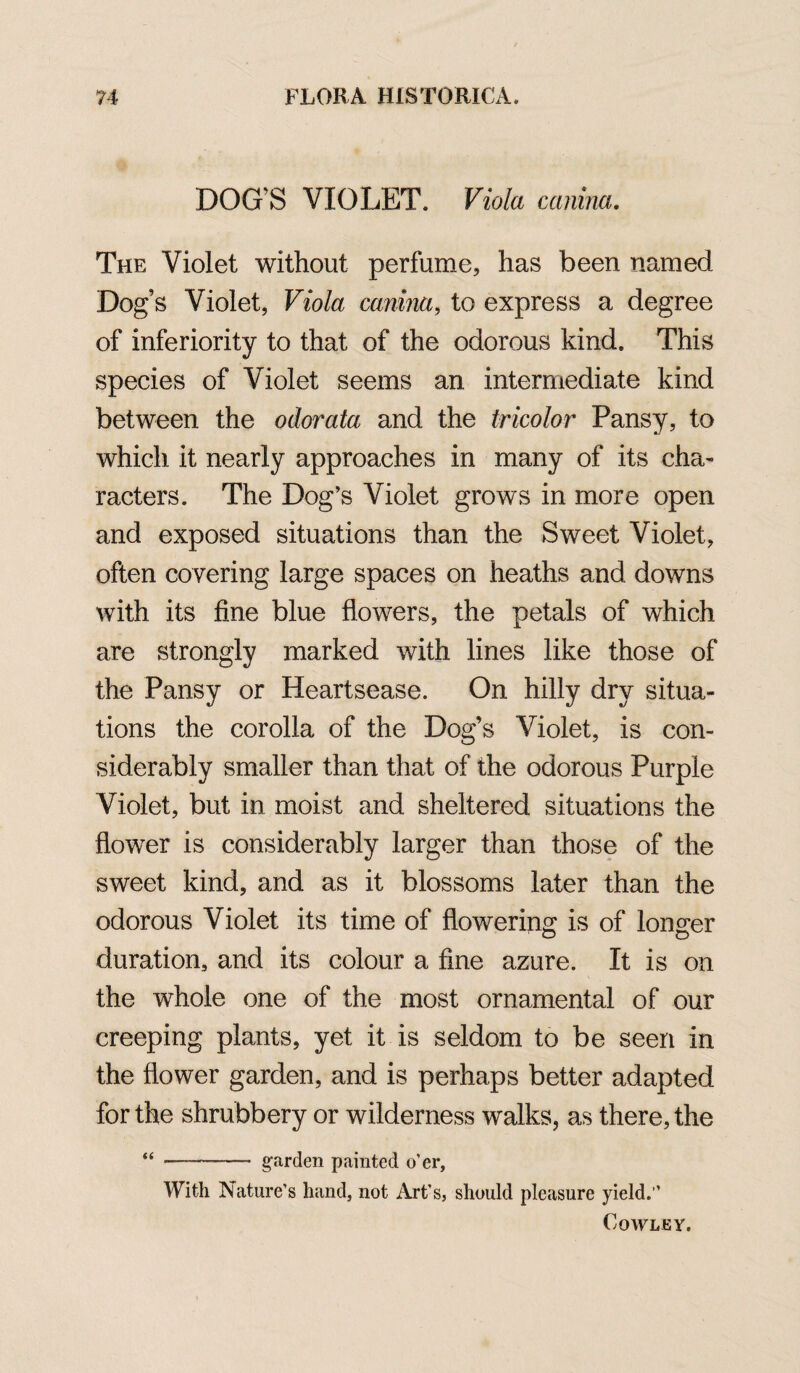 DOG’S VIOLET. Viola canina. The Violet without perfume, has been named Dog’s Violet, Viola canina, to express a degree of inferiority to that of the odorous kind. This species of Violet seems an intermediate kind between the odorata and the tricolor Pansy, to which it nearly approaches in many of its cha¬ racters. The Dog’s Violet grows in more open and exposed situations than the Sweet Violet, often covering large spaces on heaths and downs with its fine blue flowers, the petals of which are strongly marked with lines like those of the Pansy or Heartsease. On hilly dry situa¬ tions the corolla of the Dog’s Violet, is con¬ siderably smaller than that of the odorous Purple Violet, but in moist and sheltered situations the flower is considerably larger than those of the sweet kind, and as it blossoms later than the odorous Violet its time of flowering is of longer duration, and its colour a fine azure. It is on the whole one of the most ornamental of our creeping plants, yet it is seldom to be seen in the flower garden, and is perhaps better adapted for the shrubbery or wilderness walks, as there, the “ .- garden painted o’er. With Nature’s hand, not Art’s, should pleasure yield.” Cowley.