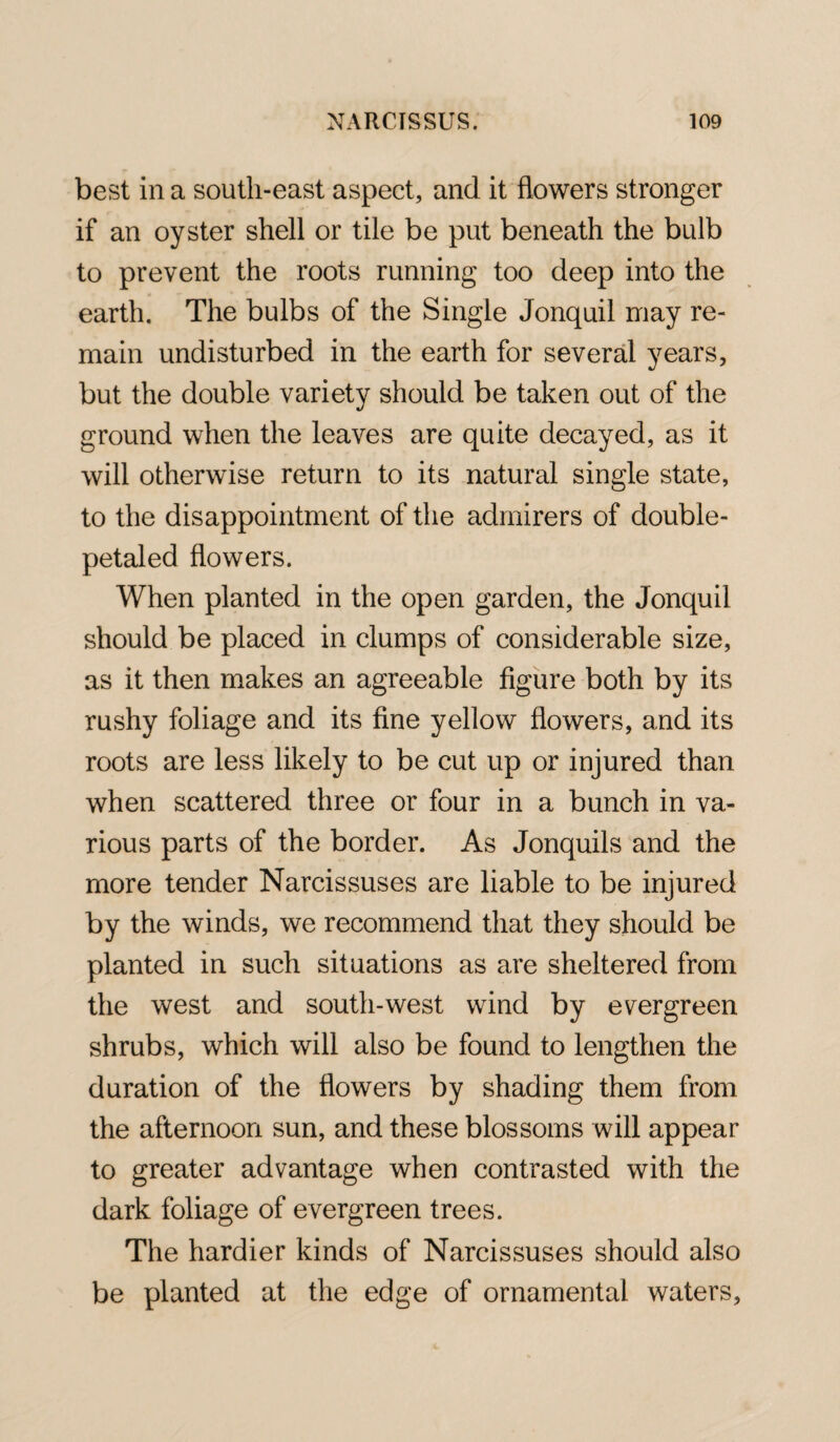 best in a south-east aspect, and it flowers stronger if an oyster shell or tile be put beneath the bulb to prevent the roots running too deep into the earth. The bulbs of the Single Jonquil may re¬ main undisturbed in the earth for several years, but the double variety should be taken out of the ground when the leaves are quite decayed, as it will otherwise return to its natural single state, to the disappointment of the admirers of double- petaled flowers. When planted in the open garden, the Jonquil should be placed in clumps of considerable size, as it then makes an agreeable figure both by its rushy foliage and its fine yellow flowers, and its roots are less likely to be cut up or injured than when scattered three or four in a bunch in va¬ rious parts of the border. As Jonquils and the more tender Narcissuses are liable to be injured by the winds, we recommend that they should be planted in such situations as are sheltered from the west and south-west wind by evergreen shrubs, which will also be found to lengthen the duration of the flowers by shading them from the afternoon sun, and these blossoms will appear to greater advantage when contrasted with the dark foliage of evergreen trees. The hardier kinds of Narcissuses should also be planted at the edge of ornamental waters,