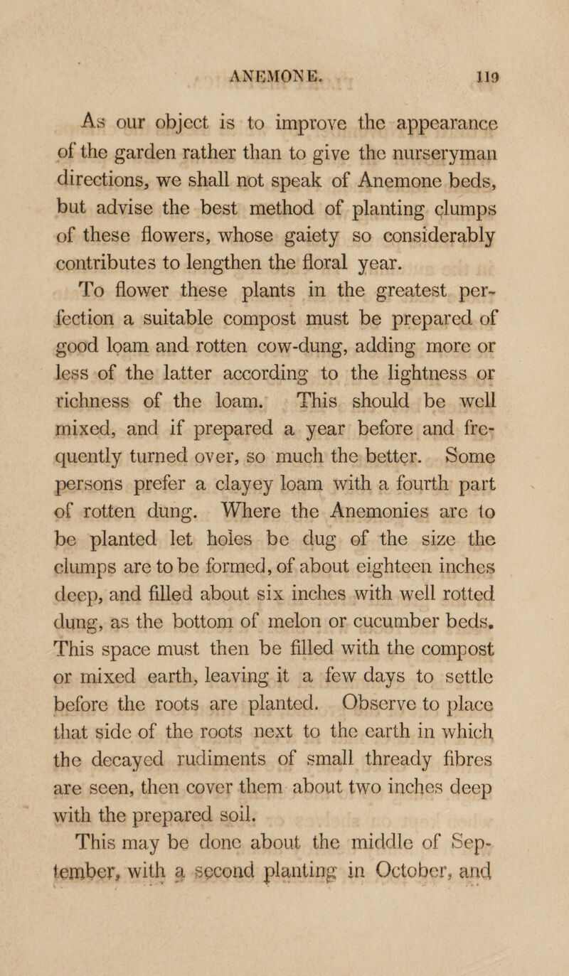 As our object is to improve the appearance ol the garden rather than to give the nurseryman directions, we shall not speak of Anemone beds, but advise the best method of planting clumps of these flowers, whose gaiety so considerably contributes to lengthen the floral year. To flower these plants in the greatest per¬ fection a suitable compost must be prepared of good loam and rotten cow-dung, adding more or less of the latter according to the lightness or richness of the loam. This should be well mixed, and if prepared a year before and fre¬ quently turned over, so much the better. Some persons prefer a clayey loam with a fourth part of rotten dung. Where the Anemonies are to be planted let holes be dug of the size the clumps are to be formed, of about eighteen inches deep, and filled about six inches with well rotted dung, as the bottom of melon or cucumber beds. This space must then be filled with the compost or mixed earth, leaving it a few days to settle before the roots are planted. Observe to place that side of the roots next to the earth in which the decayed rudiments of small thready fibres are seen, then cover them about two inches deep with the prepared soil. This may be done about the middle of Sep¬ tember, with a second planting in October, and