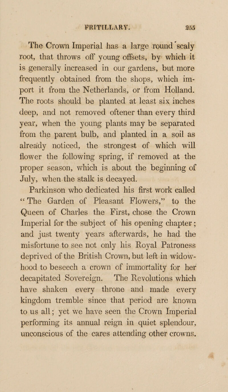 The Crown Imperial has a large round scaly root, that throws off young offsets, by which it is generally increased in our gardens, but more frequently obtained from the shops, which im¬ port it from the Netherlands, or from Holland. The roots should be planted at least six inches deep, and not removed oftener than every third year, when the young plants may be separated from the parent bulb, and planted in a soil as already noticed, the strongest of which will flower the following spring, if removed at the proper season, which is about the beginning of July, when the stalk is decayed. Parkinson who dedicated his first work called 44 The Garden of Pleasant Flowers,” to the Queen of Charles the First, chose the Crown Imperial for the subject of his opening chapter; and just twenty years afterwards, he had the misfortune to see not only his Royal Patroness deprived of the British Crown, but left in widow¬ hood to beseech a crown of immortality for her decapitated Sovereign. The Revolutions which have shaken every throne and made every kingdom tremble since that period are known to us all; yet we have seen the Crown Imperial performing its annual reign in quiet splendour, unconscious of the cares attending other crowns.