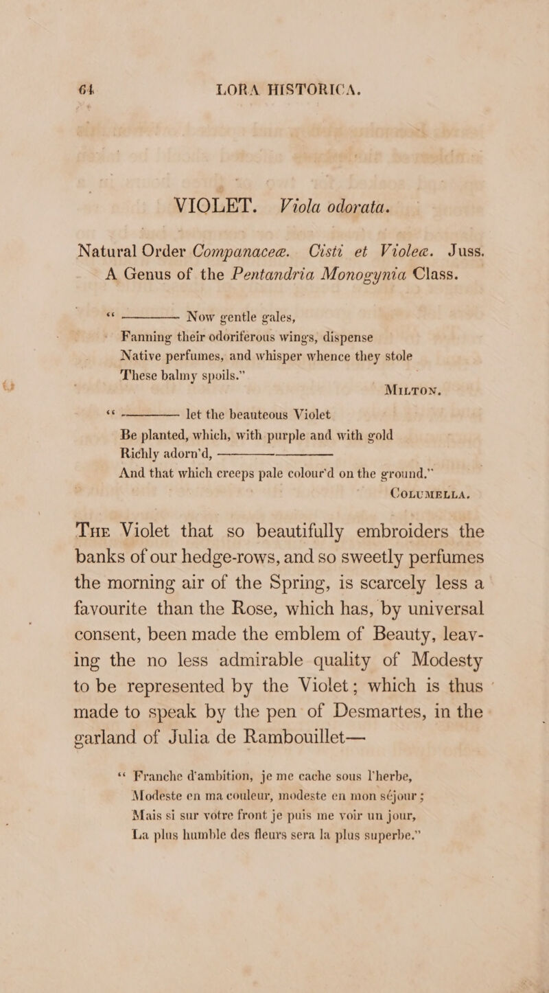 VIOLET. Viola odorata. Natural Order Companacee. Cisit et Viole. Juss. A Genus of the Pentandria Monogynia Class. &lt;«* ______.. Now gentle gales, Fanning their odoriferous wings, dispense Native perfumes, and whisper whence they stole These balmy spoils.” | MILTON. ‘*-__ let the beauteous Violet Be planted, which, with purple and with gold Richly adorn’d, — —— And that which creeps pale colour'd on the ground.” COLUMELLA, Tue Violet that so beautifully embroiders the banks of our hedge-rows, and so sweetly perfumes the morning air of the Spring, is scarcely less a favourite than the Rose, which has, by universal consent, been made the emblem of Beauty, leay- ing the no less admirable quality of Modesty to be represented by the Violet; which is thus made to speak by the pen of Desmartes, in the garland of Julia de Rambouillet— ‘* Franche d'ambition, je me cache sous l’herbe, Modeste en ma couleur, modeste en mon séjour ; Mais si sur votre front je puis me voir un jour, La plus humble des fleurs sera la plus superbe.”