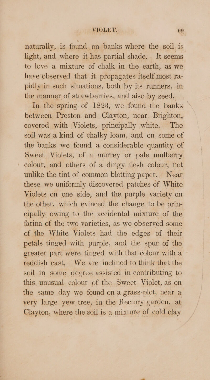 naturally, is found on banks where the soil. is light, and where it has partial shade. It seems to love a mixture of chalk in the earth, as we have observed that it propagates itself most ra- pidly in such situations, both by its runners, in the manner of strawberries, and also by seed. In the spring of 1823, we found the banks © between Preston and Clayton, near. Brighton, covered with Violets, principally white. The soil was a kind of chalky loam, and on some of the banks we found a considerable quantity of Sweet Violets, of a murrey or pale mulberry - eolour, and others of a dingy flesh colour, not unlike the tint of common blotting paper. Near these we uniformly discovered patches of White Violets on one side, and the purple variety on the other, which evinced the change to be prin- cipally owing to the accidental mixture of the farina of the two varieties, as we observed some of the White Violets had the edges of their petals tinged with purple, and the spur of the greater part were tinged with that colour with a ~ reddish cast. We are inclined to think that the soil in some degree assisted in contributing to this unusual colour of the Sweet Violet, as on the same day we found on a grass-plot, near a very large yew tree, in the Rectory garden, at Clayton, where the soil is a mixture of cold clay