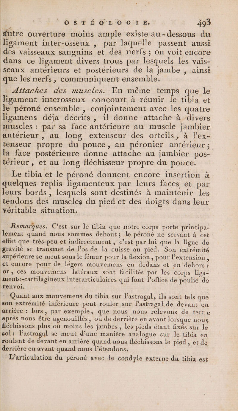 ? dutre ouverture moins ample existe au-dessous du ligament inter-osseux | par laquelle passent aussi des vaisseaux sanguins et des nerfs ; on voit encore dans ce ligament divers trous par lesquels les vais- Seaux antérieurs et postérieurs de la jambe , ainsi que les nerfs, communiquent ensemble. Attaches des muscles. En même temps que le Jigament interosseux concourt à réunir le tibia et le péroné ensemble , conjointement avec les quatre ligamens déja décrits , il donne attache à divers muscles : par sa face antérieure au muscle jambier antérieur , au long extenseur des orteils, à l’ex- tenseur propre du pouce, au péronier antérieur ; la face postérieure donne attache au jambier pos- térieur , et au long fléchisseur propre du pouce. Le tibia et le péroné donnent encore insertion à quelques replis lisamenteux par leurs faces et par leurs bords, lesquels sont destinés à maintenir les tendons des muscles du pied et des doigts dans leur véritable situation. | Remarques. C’est sur le tibia que notre corps porte principa- lement quand nous sommes debout ; le péroné ne servant à cet effet que très-peu et indirectement , c’est par lui que la ligne de gravité se transmet de l’os de la cuisse au pied. Son extrémité supérieure se meut sous le fémur pour la flexion, pour lextension, et encore pour de légers mouvemens en dedans et en dehors : jor, ces mouvemens latéraux sont facilités par les corps liga- mento-cartilagineux interarticulaires qui font l'office de poulie de ‘renvoi. + Quant aux mouvemens du tibia sur l’astragal, ils sont tels que son extrémité inférieure peut rouler sur l’asiragal de devant en arrière : lors, par exemple, que nous nous relevons de terre après nous être agenouillés, ou de derrière en avant lorsque nous fléchissons plus ou moins les jambes, les pieds étant fixés sur le sol: lastragal se meut d’une manière analogue sur le tibia en roulant de devant en arrière quand nous fléchissons le pied ,. et de derrière en avant quand nous l’étendons. | L’articulation du péroné avec le condyle externe du tibia est