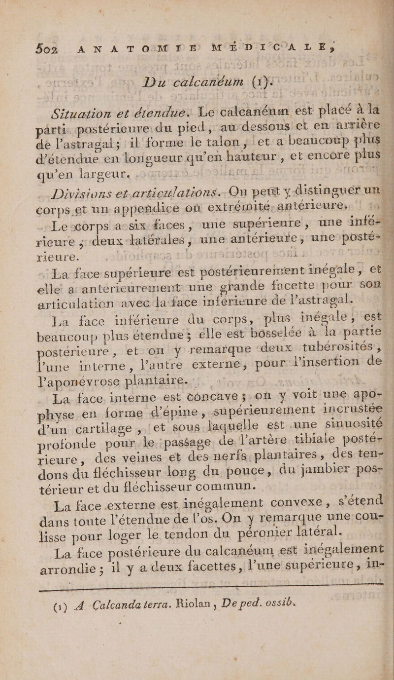 Du calcanéum (1): Situation et étendue. Le calcanéum est placé à la parti postérieure: du pied, au-dessous et en arrière de l’astragal; il forme le talon; et a beaucoup plus d’étendue en longueur qu’en hauteur, et encore plus qu’en largeur. LHio9En | Sr107848 Divisions et.articilations.. On petit y distinguer un | corps et un appendice où extrémité-antérieures. | 1; 11 : Le corps a-six faces, une supérieure, une ee ‘| ft j rieure ; deux latérales; une antérieure, une posté rieure. lersse 51h iABIeu 081.1 151503 : La face supérieure est postérieurement inégale, et elle a antérieurement une grande facette pour son. articulation avec la-face inféricure de l’astragal. +] La face inférieure du corps, plus inégale, est beaucoup plus étendue; elle est bosselée à la partie postérieure, et on ÿ remarque ‘deux tubérosités, lune interne, lPautre externe, pour l'insertion de l'aponévyrose plantaire. 4, +0 » ss La face interne est Concave ; on Y voit une apo- physe en forme d’épine, supérieurement incrustée d’un cartilage , 'et sous laquelle est une sinmuosité profonde pour le ‘pastage de l'artère tibiale postér | rieure, des veines et des nerfs plantaires, des ten» | dons du fléchisseur long du pouce, du jambier pos- | térieur et du fléchisseur commun. | La face externe est inégalement convexe, s'étend | dans toute l'étendue de l’os. On y remarque une cou- lisse pour loger le tendon du péronier latéral. La face postérieure du calcanéum est inégalement arrondie ; il y a deux facettes, l’une supérieure, In= QG) A Calcanda terra. Riolan, De ped. ossib.
