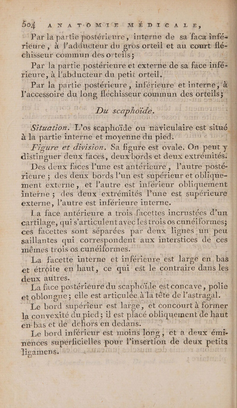 Par la partie postérieure, interne de sa faca inféa riéure , à l’adducteur du gros orteil et au court flé- . chisseur commun des orteils; | Par la partie postérieure et externe de sa face infé- rieure, à l’abducteur du petit orteil.. | Par sa partie postérieure , inférieure ét interné, à VPaccessoire du long SERRES commun des orteils; Du scaphoïde. 45e 11 Sizration: T'os s scaphoïde ou naviculaire est situé # à la partie interne et moyenne du piéd. LI e TO À l'ioure et division, Sa figure est ovale. On peut y. £ 5 distinguer deux faces, deux bords'et deux extrémités: Des FAURE faces Paré est antérieure , l'autre posté- rieure ; des deux bords l’un est supérieur et oblique- ment externe, et l’autre est inferieur obliquement interne ; des deux extrémités l’une est supérieure % externe, l’autre est inférieure interne. | La face antérieure a trois facettes incrustées d’un cartilage, qui s'articulent avec lestrois os cunéiformes; ces Poettes sont séparées par deux lignes : un peu saillantes qui. correspondent aux interstices de ces mêmes trois os cunéiformes. La. facette interne et inférieure est large en. LSb et étroite en haut, ce qui est le contraire dans les | deux autres. | ” La face postérieure du scaphoïe est concave, polie. et oblongue; elle est articulée.à ‘la tête de l’ astragal. Le VO MU est large, et concourt à FYiner la convexité du pied ; il est placé obliquement de haut en bas et de dehors en dedans. Le bord inférieur est moins longs, et a deux émi … | nences PAP LE l'insertion de deux FES HEURES LE 2 E R