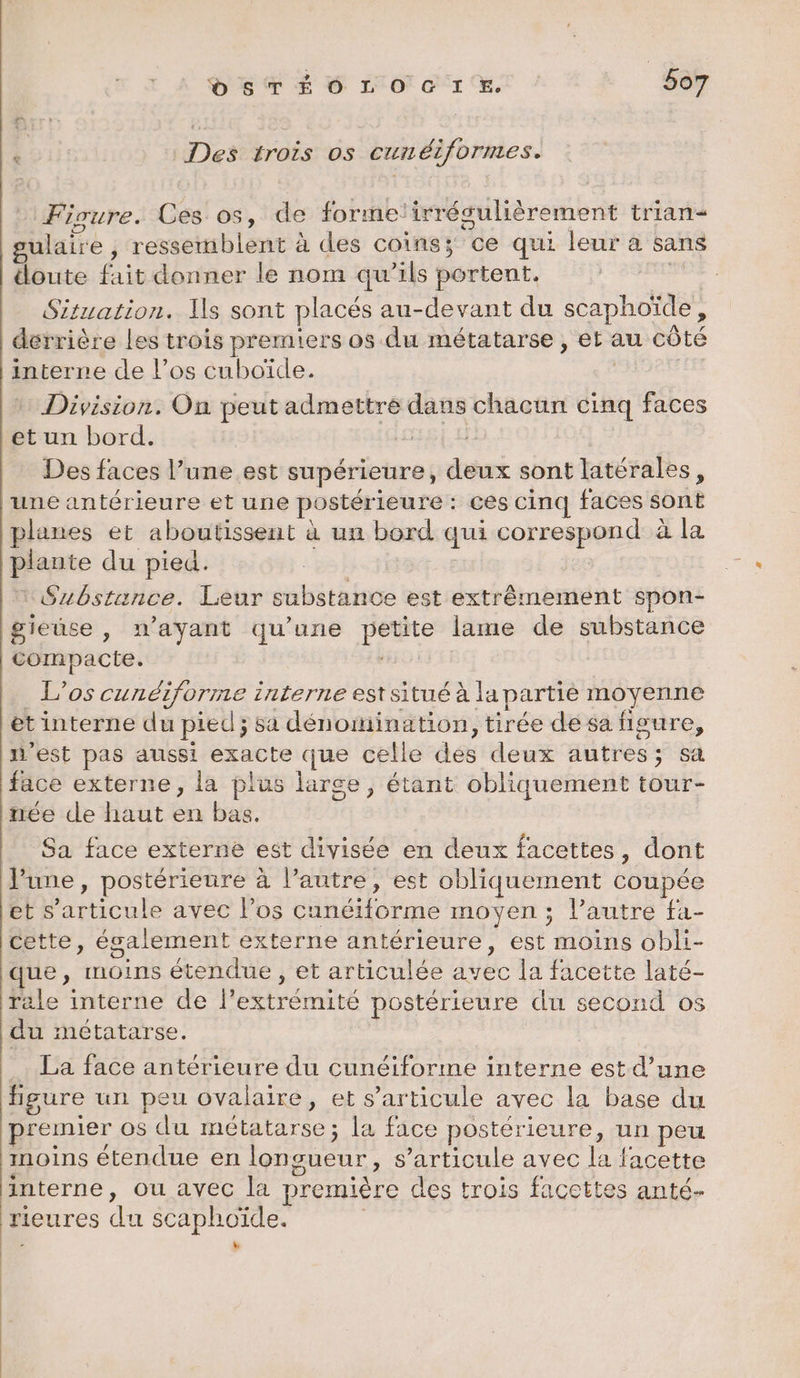 + Des trois os cunéiformes. Fiqure. Ces os, de formetirrésulièrement trian- gulaire , ressemblent à des coins; ce qui leur a sans doute fait donner le nom qu'ils portent. rm Situation. Ils sont placés au-devant du scaphoïde, derrière les trois premiers os du métatarse , et au côté interre de l’os cuboïde. | | + Division. On peut admettre dans chacun cinq faces et un bord. Sin Des faces l’une est supérieure, deux sont latérales, ‘une antérieure et une postérieure : ces cinq faces sont planes et aboutissent à un bord qui correspond à la plante du pied. Ç Substance. Leur substance est extrêmement spon- gieuse, n’ayant qu'une petite lame de substance compacte. LE _ L’os cunéiforme interne est situé à la partie moyenne et interne du pied ; sa dénomination, tirée de sa figure, n'est pas aussi exacte que celle des deux autres; sa face externe, la plus large, étant obliquement tour- née de haut en bas. Sa face externe est divisée en deux facettes, dont June, postérieure à l’autre, est obliquement coupée et s'articule avec los cunéiforme moyen; l’autre fa- cette, également externe antérieure, est moins obli- que, moins étendue, et articulée avec la facette laté- rale interne de l'extrémité postérieure du second os du métatarse. La face antérieure du cunéiforme interne est d’une figure un peu ovalaire, et s'articule avec la base du premier os du métatarse; la face postérieure, un peu moins étendue en longueur, s'articule avec la facette interne, ou avec la première des trois facettes anté- rieures du scaphoïde. | d v