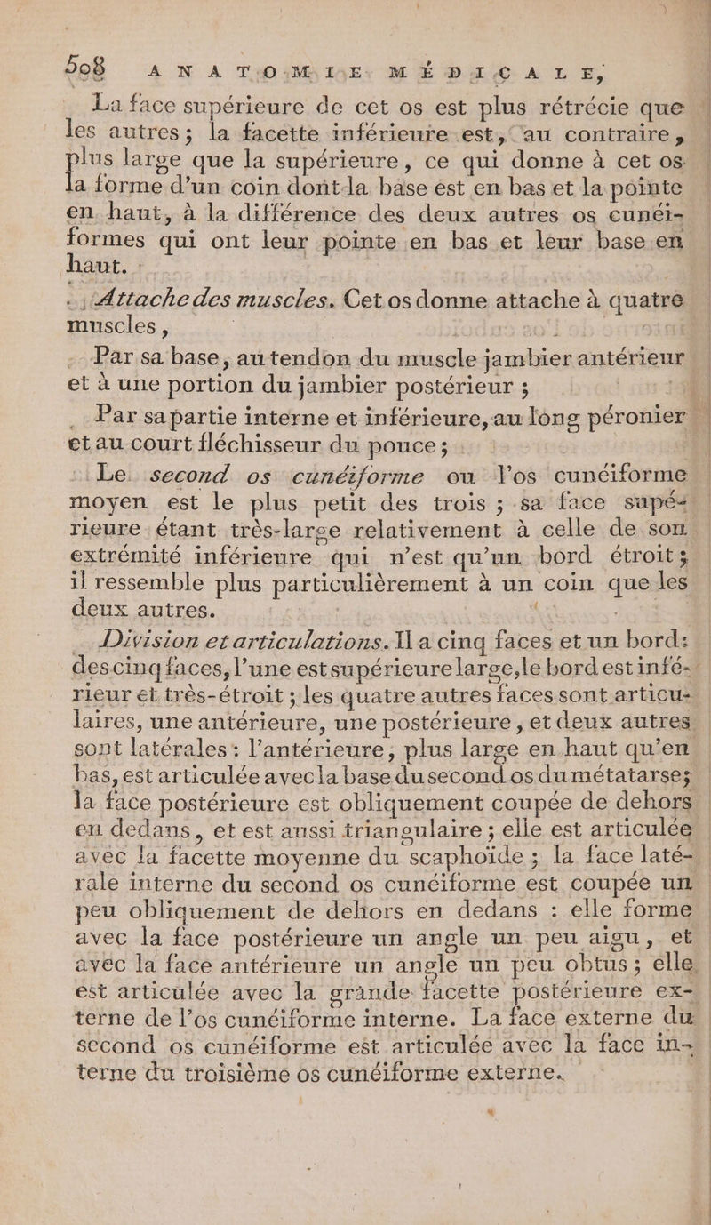La face supérieure de cet os est plus rétrécie que les autres; la facette inférieure est, au contraire, pres large que la supérieure, ce qui donne à cet os la forme d’un coin dontla base ést en bas et la pointe en haut, à la différence des deux autres os cunéi- haut. . Attache des muscles. Cet os donne attache à quatre muscles , | | DETR Par sa base, au tendon du muscle jambier antérieur et à une portion du jambier postérieur ; etau court fléchisseur du pouce; : moyen est le plus petit des trois ; sa face supé: extrémité inférieure qui n’est qu'un bord étroit; il ressemble plus particulièrement à un coin que les deux autres. ne { Division et articulations. Il a cinq faces et un bord: bas, est articulée avecla base dusecondos du métatarses en dedans, et est aussi trianoulaire ; elle est articulée avec la facette moyenne du scaphoïde ; la face laté- rale interne du second os cunéiforme est coupée un peu obliquement de deliors en dedans : elle forme avec la face postérieure un angle un peu aigu, .et O second 05 cunéiforme est articulée avec la face in- terne du troisième os cunéiforme externe. &