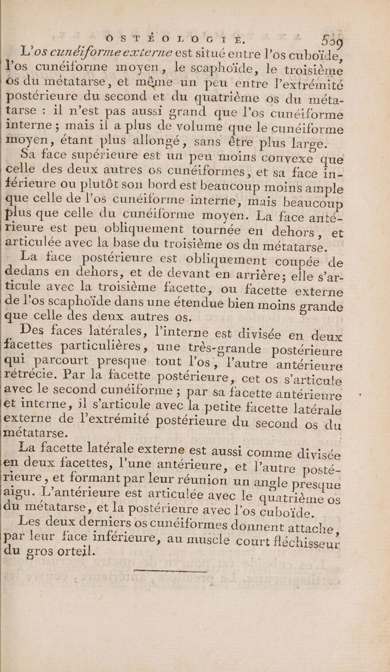 L’os cunéiformeexterne est situé entre l’os cuboïde, l'os cunéiforme moyen, le scaphoïcde, le troisième Ô$ du métatarse, et même un peu entre l'extrémité postérieure du second et du quatrième os du méta- tarse : il n’est pas aussi grand que l’os cunéiforme interne ; mais il a plus de volume que le cunéiforme moyen, étant plus allongé, sans être plus larse. Sa face supérieure est un peu moins convexe que celle des deux autres os cunéiformes, et sa face in- férieure ou plutôt son bord est beaucoup moins ample que celle de l’os cunéiforme interne, mais beaucou plus que celle du cunéiforme moyen. La face anté- rieure est peu obliquement tournée en dehors, et articulée avec la base du troisième os du métatarse. La face postérieure est obliquement coupée de dedans en dehors, et de devant en arrière; elle s’ar- ticule avec la troisième facette » Où facette externe de l'os scaphoïde dans une étendue bien moins grande que celle des deux autres os. | Des faces latérales, l’interne est divisée en deux facettes particulières, une très-crande postérieure qui parcourt presque tout l'os, l’autre antérieure rétrécie. Par la facette postérieure, cet os s'articule avec le second cunéiforme ; par sa facette antérieure et interne, il s'articule avec la petite facette latérale externe de lextrémité postérieure du second os du métatarse. La facette latérale externe est aussi Comme divisée en deux facettes, l’une antérieure » et l’autre posté- rieure , et formant par leur réunion un angle presque aigu. L’antérieure est articulée avec le Quatrième os du métatarse, et la postérieure avec l’os cuboïde. Les deux derniers os cunéiformes donnent attache 4 par leur face inférieure, au muscle court fléchisseur du gros orteil. | | mm