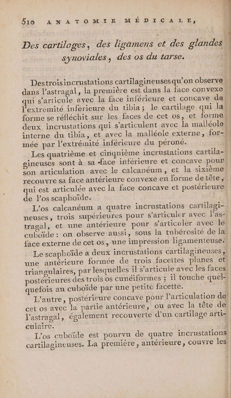 fut ns nl TOM MSI Des cartilages, des ligamens et des glandes synoviales, des os du tarse. Destroisincrustations cartilasineuses qu’on observe dans l’astragal, la première est dans la face convexe qui La avec la face inférieure et concave de l'extrémité inférieure du tibia; le cartilage qui la L | mée par l'extrémité inférieure du péroné. | | Les quatrième et cinquième incrustations cartila- sineuses sont à sa Face inférieure et concave pour Con articulation avec le calcanéum, et la sixième recouvre sa face antérieure convexe en forme detête , ui est articulée avec la face concave et postérieure de l’os scaphoïde. neuses, trois supérieures pour s’articuler avec l’as- tragal, et une antérieure pour s’articuler avéc le cuboïde : on observe aussi, sous la tubérosité de la face externe de cet os, une impression ligamenteuse. Le scaphoïde a deux incrustations cartilagineuses, une antérieure formée de trois facettes planes et triangulaires, par lesquelles il s'articule avec les faces quefois au cuboïde par une petite facette. culaire. | L’os cuboïde est pourvu de quatre incrustations