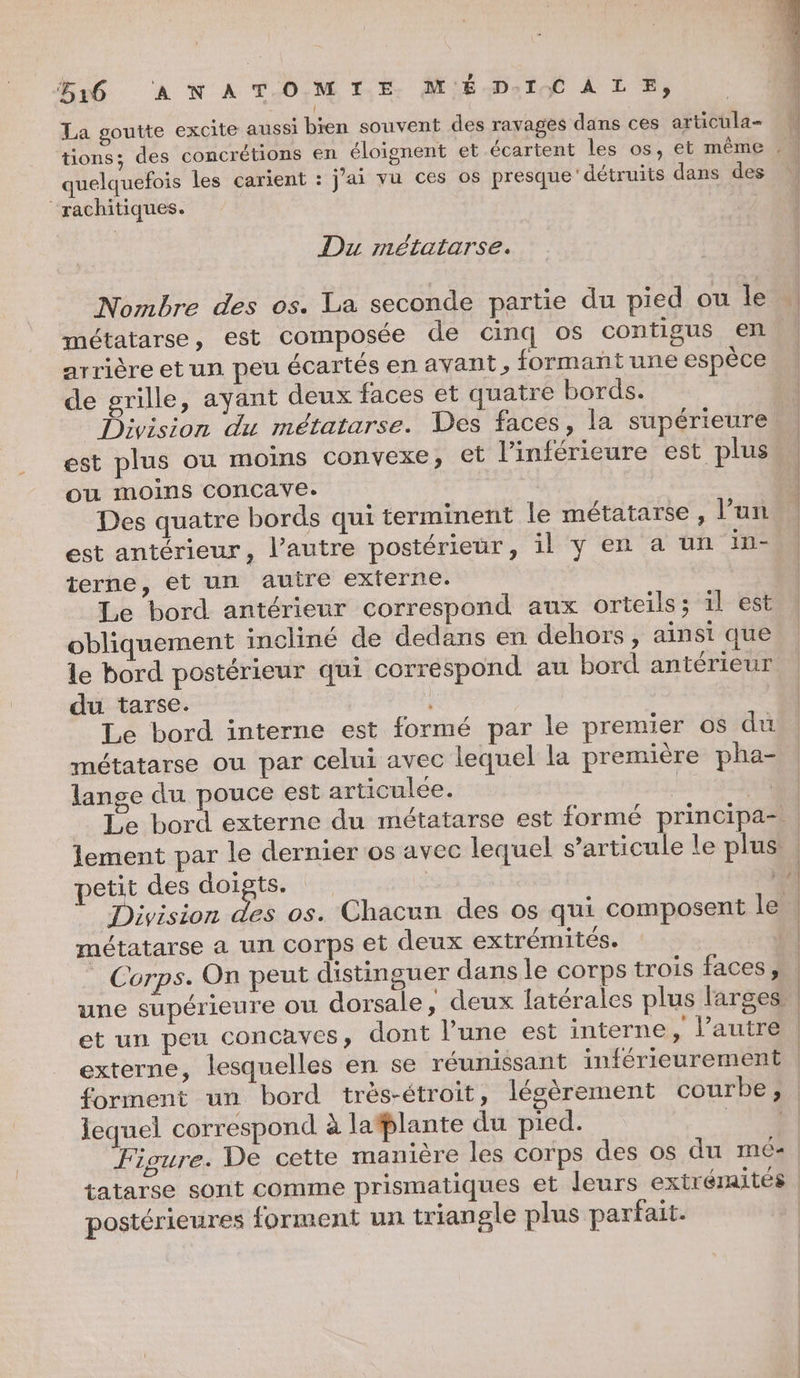 HG (AN À TOM TE. M'ÉD:10C A LE, l La goutte excite aussi bien souvent des ravages dans ces articula- quelquefois les carient : j'ai vu ces os presque’ détruits dans des “rachitiques. Du métatarse. Nombre des os. La seconde partie du pied ou le métatarse, est composée de cinq os contigus en arrière et un peu écartés en avant , formantune espèce de grille, ayant deux faces et quatre bords. est plus ou moins convexe, et l’inférieure est plus ou moins cConCcave. Des quatre bords qui terminent le métatarse , l’un terne, et un autre externe. Le bord antérieur correspond aux orteils; il est obliquement incliné de dedans en dehors , ainsi que le bord postérieur qui correspond au bord antérieur du tarse. Le bord interne est formé par le premier os du métatarse ou par celui avec lequel la première pha- lange du pouce est articulée. | petit des aa | métatarse a un corps et deux extrémités. Corps. On peut distinguer dans le corps trois faces, et un peu concaves, dont lune est interne, l’autre O lequel correspond à latplante du pied. postérieures forment un triangle plus parfait.