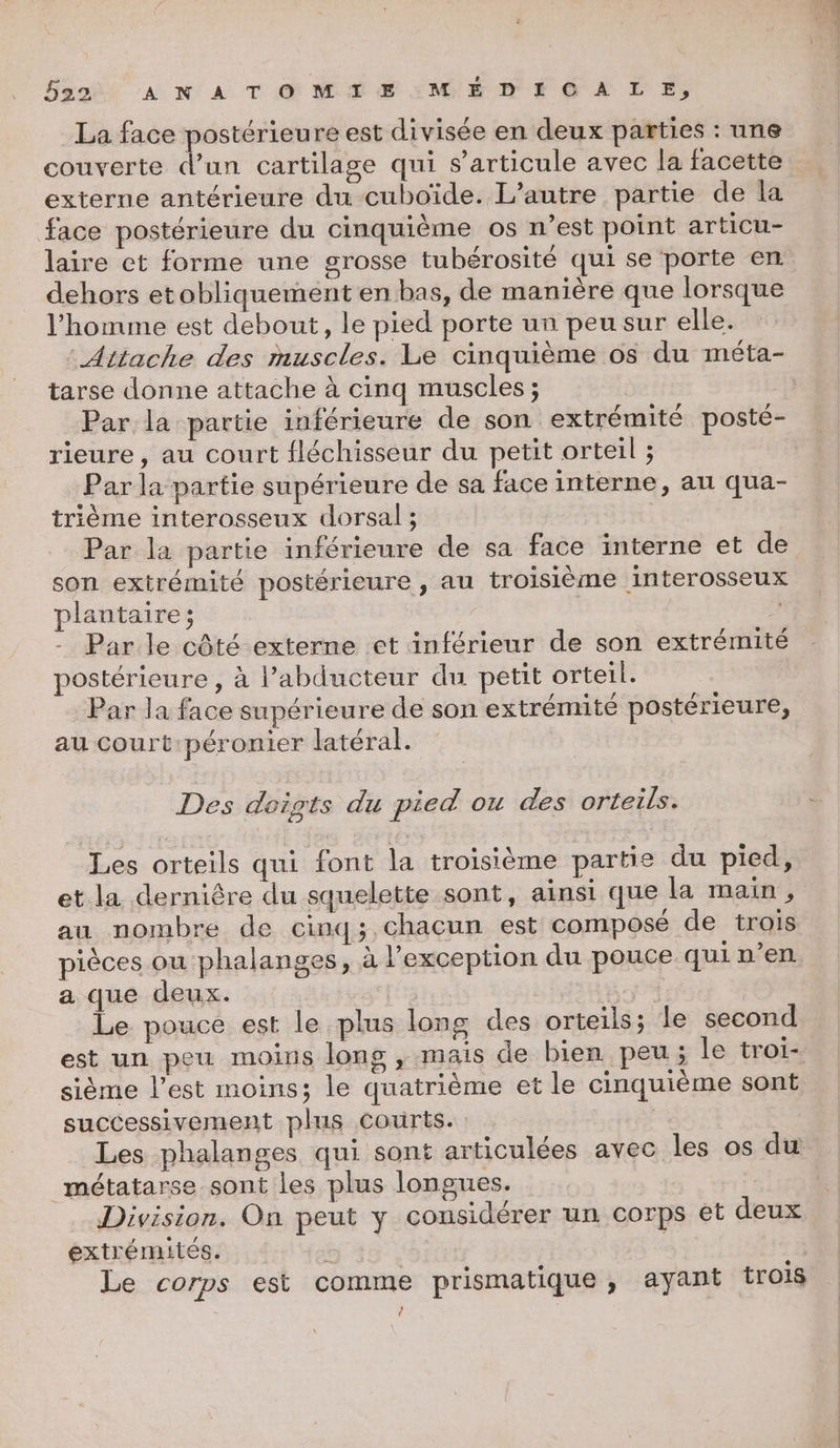 La face postérieure est divisée en deux parties : une couverte us cartilage qui s'articule avec la facette externe antérieure du cuboïde. L’autre partie de la face postérieure du cinquième os n’est point articu- laire et forme une grosse tubérosité qui se porte en. dehors etobliquement en bas, de manière que lorsque l’homme est debout, le pied porte un peu sur elle. Aitache des muscles. Le cinquième os du méta- tarse donne attache à cinq muscles; Par la partie inférieure de son extrémité posté- rieure , au court fléchisseur du petit orteil ; Par la partie supérieure de sa face interne, au qua- trième interosseux dorsal ; Par la partie inférieure de sa face interne et de son extrémité postérieure , au troisième interosseux plantaire; | - Par le côté externe cet inférieur de son extrémité postérieure , à l’abducteur du petit orteil. Par la face supérieure de son extrémité postérieure, au court:péronier latéral. Des doigts du pied ou des orteils. Les orteils qui font la troisième partie du pied, et la derniêre du squelette sont, ainsi que la main, au nombre de cinq;.chacun est composé de trois pièces ou phalanges, à l'exception du pouce qui n’en a que deux. 1 Le pouce est le plus long des orteils; le second sième l’est moins; le quatrième et le cinquième sont successivement plus Courts. Les phalanges qui sont articulées avec les os du métatarse sont les plus longues. Division. On peut y considérer un corps et deux extrémités. Le corps est comme prismatique, ayant trois td