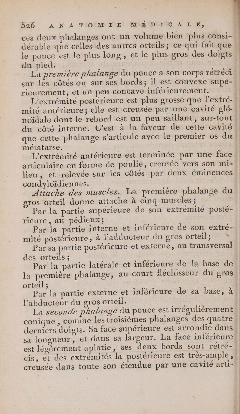 ces deux phalanges ont un volume bien plus consi- dérable que celles des autres orteils ; ce qui fait que du pied. La prernt sur les côtés ou sur ses bords; il est convexe supé- rieurement, et un peu ConCave inférieurement. mité antérieure ; elle est creusée par une cavité glé- noïdale dont le rebord est un peu saillant, sur-tout du côté interne. C’est à la faveur de cette cavité métatarse. articulaire en forme de poulie, creusée vers son mi- lien, et relevée sur les côtés par deux éminences condyloïdiennes. à Attache des muscles. La première phalanse du gros orteil donne attache à cinq muscles ; Par la partie supérieure de son extrémité posté- rieure, au pédieux; Par la partie interne et inférieure de son extré- mité postérieure, à l’adducteur du gros orteil; © * Par sa partie postérieure et externe, au transversal des orteils ; Par la partie latérale et inférieure de la base de orteil ; labducteur du gros orteil. conique , comme les troisièmes phalanges des quatre sa longueur, et dans sa largeur. La face inférieure est légèrement aplatie, ses deux bords sont rétre- cis, et des extrémités la postérieure est très-ample, creusée dans toute son étendue par une cavité arti-