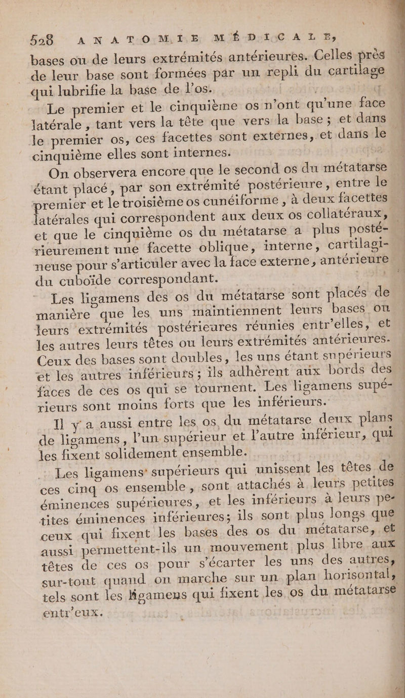 558 A N A TO: ME MÉ-DyÏoC À LE, bases où de leurs extrémités antérieures. Celles près de leur base sont formées par un repli du cartilage qui lubrifie la base de los. | q Le premier et le cinquième os n’ont qu'une face latérale , tant vers la tête que vers la base ; et dans le premier os, ces facettes sont externes, et dans le cinquième elles sont internes. , On observera encore que le second os du métatarse étant placé, par son extrémité postérieure, entre le premier et le troisième os cunéiforme , à deux facettes. latérales qui correspondent aux deux os collatéraux, et que le cinquième os du métatarse a plus posté- rieurement une facette oblique, interne, cartilagi- neuse pour s’articuler avec la face externe, antérieure du cuboïde correspondant. ? 49 Les lisamens des os du métatarse sont placés de manière que les uns maintiennent leurs bases où leurs extrémités postérieures réunies entr’elles, et les autres leurs têtes ou leurs extrémités antérieures. Ceux des bases sont doubles, les uns étant sn périeurs et les autres inférieuts ; ils adhèrent aux bords des faces de ces os qui se tournent. Les ligamens supé- rieurs sont moins forts que les inférieurs. Il y'a aussi entre les os du métatarse deux plans de ligamens, l’un supérieur et l’autre inférieur, qui les fixent solidement ensemble. | | Les ligamens' supérieurs qui unissent les têtes den ces cinq O8 ensemble , sont attachés à. leurs petites | éminences supérieures, et les inférieurs à leurs pe- tites éminences inférieures; ils sont plus longs que ceux qui fixent les bases des os du métatarse, et aussi permettent-1ls un mouvement plus libre aux | têtes de ces os pour s'écarter les uns des autres, sur-tout quand on marche sur un. plan horisontal; tels sont les gamens qui fixent les os du métatarse entr'eux. |