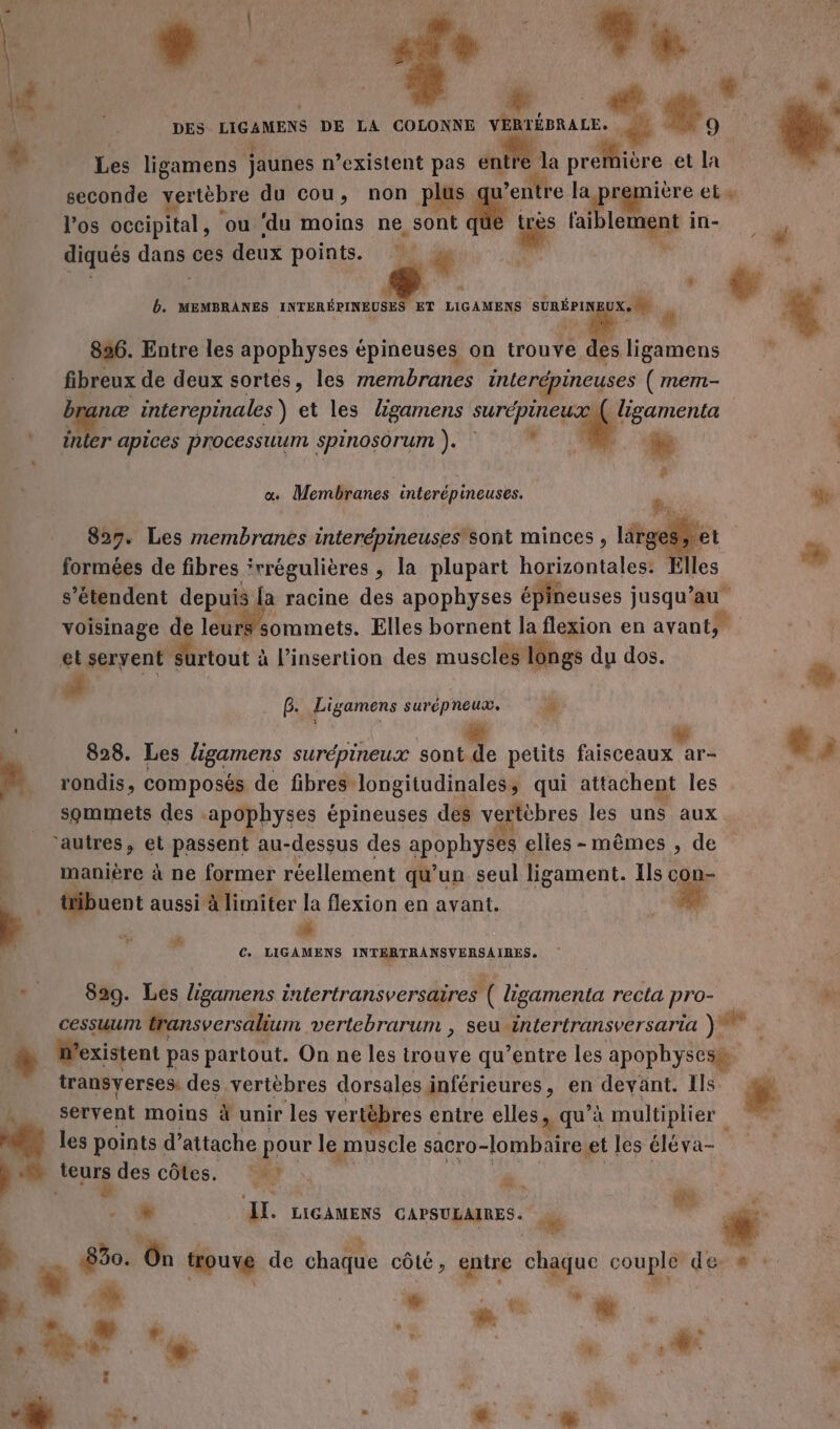 DES LIGAMENS DE LA COLONNE cote. +: Les ligamens jaunes n'existent pas entre la probe et la l'os occipital, ou ‘du moins ne sont # DU in- diqués dans ces deux points. % &amp; | 1 { sà $ D. MEMBRANES INTERÉPINEUSES ET LIGAMENS KE: “ 896. Entre les apophyses épineuses on trouve s ligamens fibreux de deux sortes, les membranes interdpineuses (mem- branæ interepinales ) et les ligamens SUrÉpineux _ligamenta inter apices processuum spinosorum ). . œ« Membranes interépineuses. 827. Les membranes interépineuses sont minces, large formées de fibres rrégulières , la plupart horizontales: Elles s'étendent depuis {a racine des apophyses épineuses jusqu’au voisinage d leu # sommets. Elles bornent la flexion en ayant, 4 G. pigamens surépneux. #4 828. Les ligamens surépineux sont de petits faisceaux ar- rondis, composés de fibres longitudinales, qui attachent les sommets des -apophyses épineuses des vertèbres les uns aux l à Le à b: “à manière à ne former réellement qu'un seul ligament. Us c con- tibuent aussi à limiter la flexion en avant. 4 € C. LIGAMENS QE NME LE 829. Les ligamens intertransversaires ( ligamenta recta pro- transverses. des vertèbres dorsales inférieures, en devant. Ils servent moins à unir les vertèbres entre elles, qu’à multiplier les points d'attache pour le muscle sacro-lombaire et les éléva= jenrs des côtes. °*? PR os I. LIGAMENS CAPSULAIRES. % 830. d trouve de chaque côté ; entre cage couple de» : | K à L U ei m4 Dr Te A