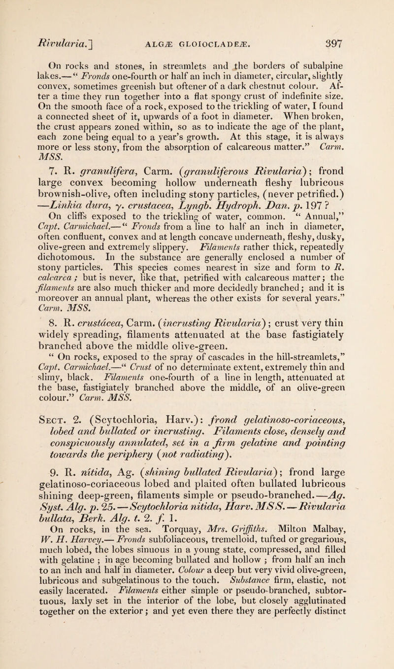 On rocks and stones, in streamlets and the borders of subalpine lakes.— “ Fronds one-fourth or half an inch in diameter, circular, slightly convex, sometimes greenish but oftener of a dark chestnut colour. Af¬ ter a time they run together into a flat spongy crust of indefinite size. On the smooth face of a rock, exposed to the trickling of water, I found a connected sheet of it, upwards of a foot in diameter. When broken, the crust appears zoned within, so as to indicate the age of the plant, each zone being equal to a year’s growth. At this stage, it is always more or less stony, from the absorption of calcareous matter.” Carm. MSS. 7. R. granulifera, Carm. (granuliferous Rivularia); frond large convex becoming hollow underneath fleshy lubricous brownish-olive, often including stony particles, (never petrified.) —Linkia dura, y. Crustacea, Lyngb. Hydroph. Ran. p. 197? On cliffs exposed to the trickling of water, common. “ Annual,” Capt. Carmichael.— “ Fronds from a line to half an inch in diameter, often confluent, convex and at length concave underneath, fleshy, dusky, olive-green and extremely slippery. Filaments rather thick, repeatedly dichotomous. In the substance are generally enclosed a number of stony particles. This species comes nearest in size and form to R. calearea ; but is never, like that, petrified with calcareous matter; the filaments are also much thicker and more decidedly branched; and it is moreover an annual plant, whereas the other exists for several years.” Carm. MSS. 8. R. Crustacea, Carm. (incrusting Rivularia) ; crust very thin widely spreading, filaments attenuated at the base fastigiately branched above the middle olive-green. “ On rocks, exposed to the spray of cascades in the hill-streamlets,” Capt. Carmichael.—“ Crust of no determinate extent, extremely thin and slimy, black. Filaments one-fourth of a line in length, attenuated at the base, fastigiately branched above the middle, of an olive-green colour.” Carm. MSS. Sect. 2. (Scytochloria, Harv.): frond gelatinoso-coriaceous, lobed and bullated or incrusting. Filaments close, densely and conspicuously annulated, set in a firm gelatine and pointing towards the periphery (not radiating). 9. R. nitida, Ag. (.shining bullated Rivularia); frond large gelatinoso-coriaceous lobed and plaited often bullated lubricous shining deep-green, filaments simple or pseudo-branched.—Ag. Syst. Alg. p. 25.—Scytochloria nitida, Harv.MSS.—-Rivularia bullata, Berk. Alg. t. 2. fi i. On rocks, in the sea. Torquay, Mrs. Griffiths. Milton Malbay, W. H. Harvey.— Fronds subfoliaceous, tremelloid, tufted or gregarious, much lobed, the lobes sinuous in a young state, compressed, and filled with gelatine ; in age becoming bullated and hollow ; from half an inch to an inch and half in diameter. Colour a deep but very vivid olive-green, lubricous and subgelatinous to the touch. Substance firm, elastic, not easily lacerated. Filaments either simple or pseudo-branched, subtor- tuous, laxly set in the interior of the lobe, but closely agglutinated together on the exterior; and yet even there they are perfectly distinct