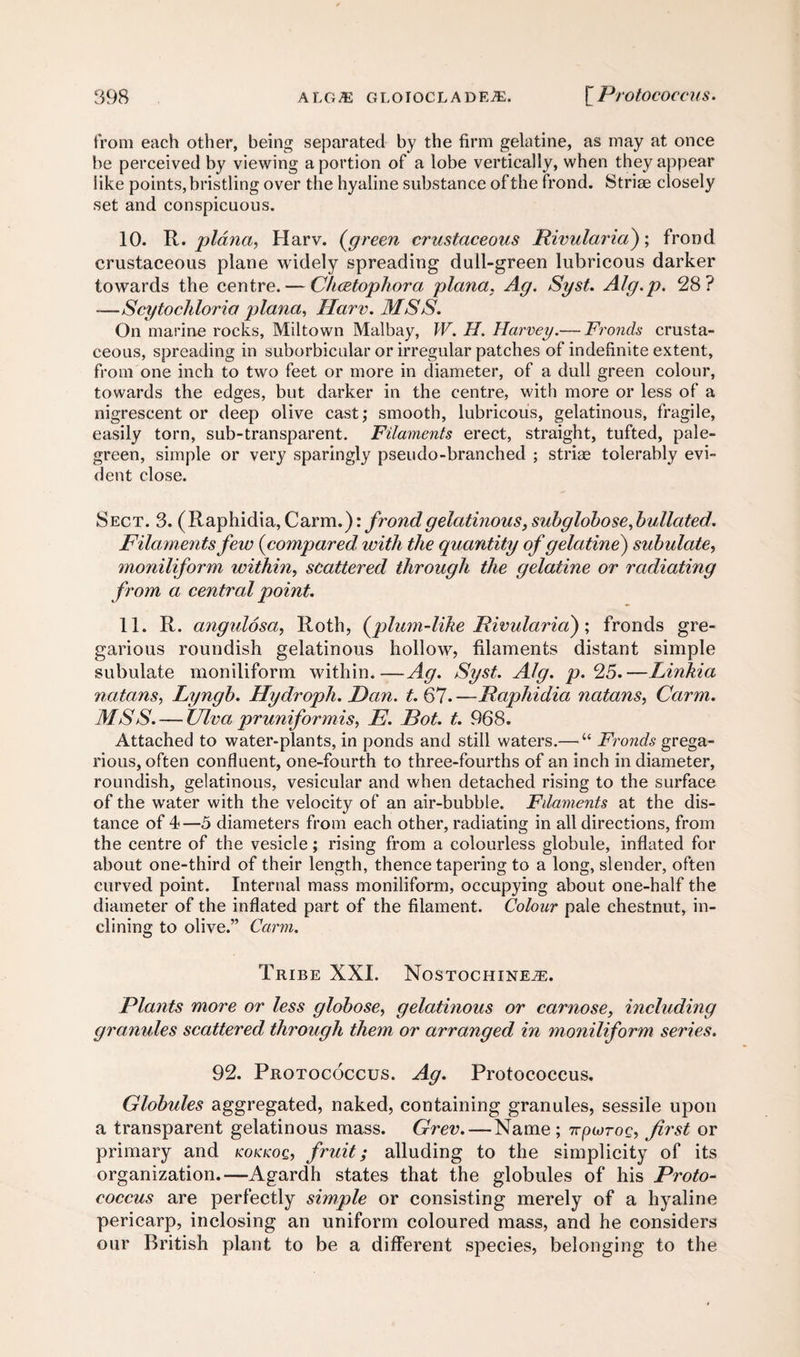 from each other, being separated by the firm gelatine, as may at once be perceived by viewing a portion of a lobe vertically, when they appear like points, bristling over the hyaline substance of the frond. Striae closely set and conspicuous. 10. H. plana, Harv. (green crustaceous Rivularia); frond crustaceous plane widely spreading dull-green lubricous darker towards the centre. — Chcetophora plana. Ag. Syst. Alg.p. 28? —Scytochloria plana. Flaw. MSS. On marine rocks, Miltown Malbay, W. H. Harvey.— Fronds crusta¬ ceous, spreading in suborbicnlar or irregular patches of indefinite extent, from one inch to two feet or more in diameter, of a dull green colour, towards the edges, but darker in the centre, with more or less of a nigrescent or deep olive cast; smooth, lubricous, gelatinous, fragile, easily torn, sub-transparent. Filaments erect, straight, tufted, pale- green, simple or very sparingly pseudo-branched ; striae tolerably evi¬ dent close. Sect. 3. (Raphidia, Carm.): frondgelatinous,subglobose,bullated. Filaments few (compared with the quantity of gelatine) subulate, moniliform within, scattered through the gelatine or radiating from a central point. 11. R. angulosa, Roth, (plum-like Rivularia); fronds gre¬ garious roundish gelatinous hollow, filaments distant simple subulate moniliform within.—Ag. Syst. Alg. p. 25.—Linkia natans, Lyngb. Hydroph. Dan. t. 67. —Raphidia ncitans, Carm. MSS. — Ulva pruniformis, E. Rot. t. 968. Attached to water-plants, in ponds and still waters.— “ Fronds grega¬ rious, often confluent, one-fourth to three-fourths of an inch in diameter, roundish, gelatinous, vesicular and when detached rising to the surface of the water with the velocity of an air-bubble. Filaments at the dis¬ tance of 4—5 diameters from each other, radiating in all directions, from the centre of the vesicle; rising from a colourless globule, inflated for about one-third of their length, thence tapering to a long, slender, often curved point. Internal mass moniliform, occupying about one-half the diameter of the inflated part of the filament. Colour pale chestnut, in¬ clining to olive.” Carm. Tribe XXI. Nostochineze. Plants more or less globose, gelatinous or carnose, including granules scattered through them or arranged in moniliform series. 92. Protococcus. Ag. Protococcus. Globules aggregated, naked, containing granules, sessile upon a transparent gelatinous mass. Grev.—Name ; 7rpioroc, first or primary and kokkoq, fruit; alluding to the simplicity of its organization.—Agardh states that the globules of his Proto¬ coccus are perfectly simple or consisting merely of a hyaline pericarp, inclosing an uniform coloured mass, and he considers our British plant to be a different species, belonging to the