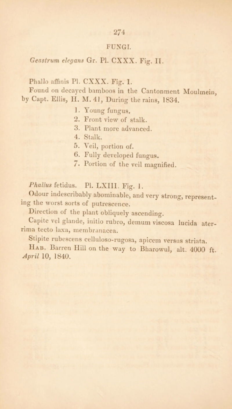 FUNGI. Geasirum elegans Gr. PI. CXXX. Fig. II. Phallo affinis PI. CXXX. Fig. I. Found on decayed bamboos in the Cantonment Moulmein, by Capt. Ellis, H. M. 41, During the rains, 1834. 1. Young fungus. 2. Front view of stalk. 3. Plant more advanced. 4. Stalk. 5. Veil, portion of. 6. Fully developed fungus. /. Portion of the veil magnified. Phallus fetidus. PI. LXIII. Fig. 1. Odour indescribably abominable, and very strong, represent- ing the worst sorts of putrescence. Direction of the plant obliquely ascending. Capite vtd glande, initio rubro, demum viscosa lucida ater- rima tecto laxa, membranacea. Stipite rubescens celluloso-rugosa, apicem versus striata. IIab. Barren Hill on the way to Bharowul, alt. 4000 ft.