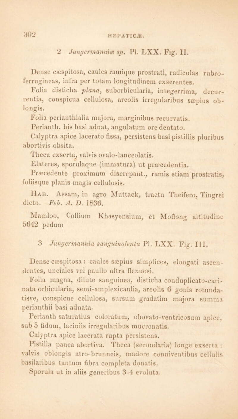 H E1J ATI C/E. 2 Jungermannia sp. PI. LXX. Fig. II. Dense caespitosa, caules ramique prostrati, radiculas rubro- ferrugineas, infra per totam longitudinem exserentes. Folia disticha plana, suborbicularia, integerrima, decur- rentia, conspicua cellulosa, areolis irregularibus saepius ob- longis. Folia perianthialia majora, marginibus recurvatis. Perianth, his basi adnat, angulatum oredentato. Calyptra apice lacerato fissa, persistens basi pistillis pluribus abortivis obsita. Theca exserta; valvis ovalo-lanceolatis. Elateres, sporulaque (immatura) ut praecedentia. Praecedente proximum discrepant., ramis etiam prostratis, foliisque planis magis cellulosis. IIab. Assam, in agro Muttack, tractu Theifero, Tingrei dicto. Feb. A. D. 1836. Mamloo, Collium Khasyensium, et Moflong altitudine 5642 pedum 3 Jungermannia sanguinolenta PI. LXX. Fig. III. Dense caespitosa: caules saepius simplices, elongati ascen- dentes, unciales vel paullo ultra flexuosi. Folia magua, dilute sanguinea, disticha conduplicato-cari- nata orbicularia, semi-amplexicaulia, areolis 6 gonis rotunda- tisve, conspicue cellulosa, sursum gradatim majora summa perianthii basi adnata. Perianth saturatius coloratutn, obovato-ventricosum apice, sub 5 fidum, laciniis irregularibus mucronatis. Calyptra apice lacerata rupta persistens. Pistilla pauca abortiva. Theca (secondaria) longe exserta : valvis oblongis atro- brunneis, madore conniventibus cellulis basilaribus tantum fibra completa donatis. Sporula ut in aliis generibus 3-4 evoluta.