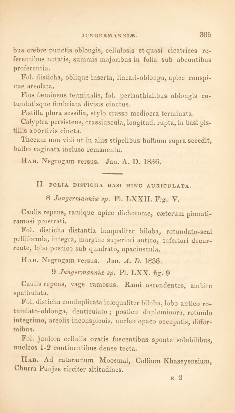 bus crebre punctis oblongis, cellulosis et quasi cicatrices re- ferentibus notatis, summis majoribus in folia sub abeuntibus proferentia. Fol. disticha, oblique inserta, lineari-oblonga, apice conspi- cue areolata. Flos fuemineus terminalis, fol. perianthialibus oblongis ro- tundatisque fimbriata divisis cinctus. Pistilla piura sessilia, stylo crasso mediocra tenninata. Calyptra persistens, crassiuscula, longitud. rupta, in basi pis- tillis abortivis cincta. Thecam non vidi ut in aliis stipelibus bulbum supra secedit, bulbo vaginata incluso remanenta. Hab. Negrogam versus. Jan. A. D. 1836. II. FOLIA DISTICHA BASI HINC AURICULATA, 8 Jungermannia sp. PI. LXXII. Fig. V. Caulis repens, ramique apice dichotome, cseterum pinnati- ramosi prostrati. Fol. disticha distantia inaqualiter biloba, rotundato-scal pelliformia, integra, margine superiori antico, inferiori decur- rente, lobo postico sub quadrato, opaciuscula. Hab. Negrogam versus. Jan. A. D. 1836. 9 Jang ermannice sp. PI. LXX. fig. 9 Caulis repens, vage ramosus. Rami ascendentes, ambitu spathulata. Fol. disticha conduplicata inaequaliter biloba, lobo antico ro- tundato-oblonga, denticulato; postico duplominora, rotundo integrimo, areolis inconspicuis, nucleo opaco occupatis, diffor- mibus. Fol. juniora cellulis ovatis fuscentibus sponte solubilibus, nucleos 1-2 continentibus dense tecta. Hab. Ad cataractum Moosmai, Collium Khaseyensium, Churra Pnnjee circiter altitudines. r 2