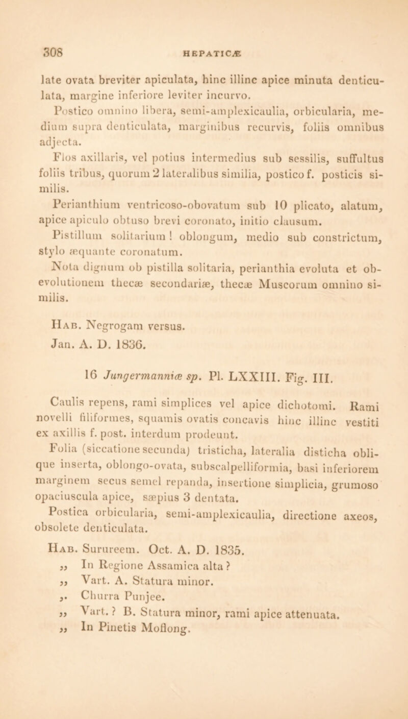 late ovata breviter apiculata, hinc illinc apice minuta denticu- lata, margine inferiore leviter incurvo. Postico omnino libera, semi-amplexicaulia, orbicularia, me- dium supra denticulata, marginibus recurvis, fuliis omnibus adject a. Flos axillaris, vel potius intermedins sub sessilis, suffultus foliis tribus, quorum 2 lateralibus similia, postico f. posticis si- mil is. Perianthium ventricoso-obovatum sub 10 plicato, alatum, apice apiculo obtuso brevi coronato, initio clausum. Pis til 1 uni solitarium ! oblongum, medio sub constrictum, st)’lo aequante coronatum. Nota (lignum ob pistilla solitaria, perianthia evoluta et ob- evolutionem thecae secondariae, thecae Muscorum omnino si- milis. IIab. N egrogam versus. Jan. A. D. 1836. 16 Jungermannice sp. PI. LXXIII. Fin*. III. Caulis repens, rami simplices vel apice dichotomi. Rami novelli filifortnes, squamis ovatis concavis hinc illinc vestiti ex axillis f. post, interdum prodeunt. Folia (siccatione secunda) tristicha, lateralia disticha obli- que inserta, oblongo-ovata, subscalpelliformia, basi inferiorem maiginem secus semel repanda, insertione simplicia, grumoso opaciuscula apice, saepius 3 dentata. Postica orbicularia, semi-amplexicaulia, directione axeos, obsolete denticulata. Hab. Surureem. Oct. A. D. 1835. „ In Regione Assamica alta ? ,, Vart. A. Statura minor. ,. Churra Punjee. „ Vart. ? B. Statura minor, rami apice attenuata. » In Pinetis Moflong.