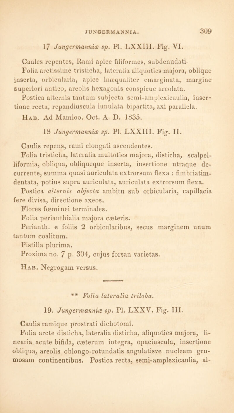 17 Jangermannice sp. PL LXXIII. Fig. VI. Caules repentes, Rami apice filiformes, subdenudati. Folia arctissime tristicha, lateralia aliquoties majora, oblique inserta, orbicularia, apice insequaliter emarginata, margine superiori antico, areolis hexagonis conspicue areolata. Postica alternis tantum subjecta semi-amplexicaulia, inser- tione recta, repandiuscula lunulata bipartita, axi parallela. Had. Ad Mamloo. Oct. A. D. 1835. 18 Jungermannice sp. PL LXXIII. Fig. II. Caulis repens, rami elongati ascendentes. Folia tristicha, lateralia multoties majora, disticha, scalpel- liformia, obliqua, obliqueque inserta, insertione utraque de- currente, summa quasi auriculata extrorsum flexa : fimbriatim- dentata, potius supra auriculata, auriculata extrorsum flexa. Postica alternis abjecta ambitu sub orbicularia, capillacia fere divisa, directione axeos. Flores foeminei terminales. Folia perianthialia majora caeteris. Perianth, e foliis 2 orbicularibus, secus marginem unum tantum coalitum. Pistilla plurima. Proxima no. 7 p- 304, cujus forsan varietas. H ab. Negrogam versus. ** Folia lateralia triloba. 19. Jungermannia sp. PL LXXV. Fig. III. Caulis ramique prostrati dichotomi. Folia arete disticha, lateralia disticha, aliquoties majora, li- nearia, acute bifida, caeterum integra, opaciuscula, insertione obliqua, areolis oblongo-rotundatis angulatisve nucleam gru- mosam continentibus. Postica recta, semi-amplexicaulia, al-
