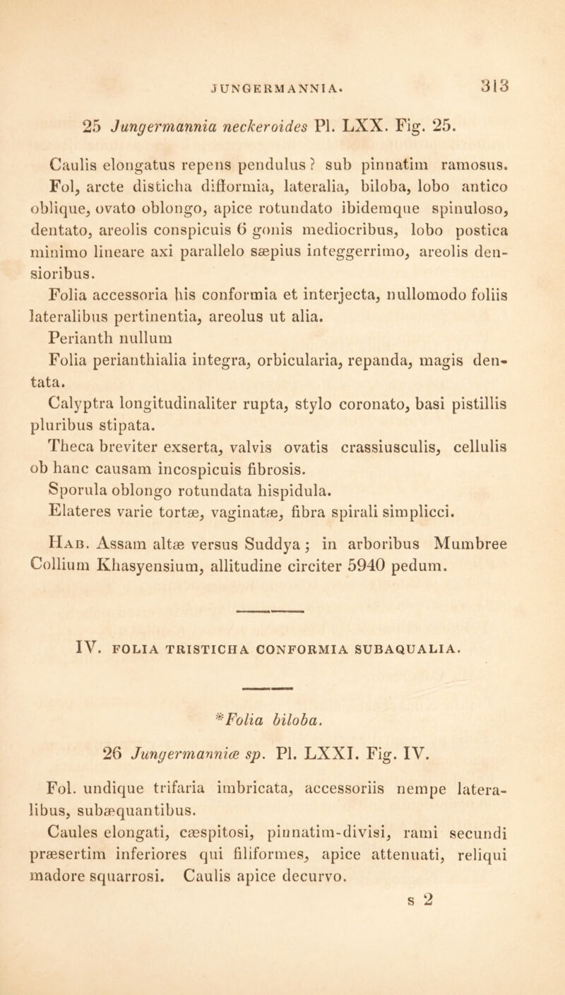 25 Jungermannia neckeroides PI. LXX. Fig. 25. Caulis elongatus repens pen cl ulus ? sub pinnatim ramosus. Fol, arete disticha difformia, lateralia, biloba, lobo antico oblique, ovato oblongo, apice rotundato ibidemque spinuloso, dentato, areolis conspicuis 6 gonis mediocribus, lobo postica minimo lineare axi parallelo saepius integgerrimo, areolis den- sioribus. Folia accessoria his conformia et interjecta, nullomodo foliis lateralibus pertinentia, areolus ut alia. Perianth nullum Folia perianthialia integra, orbicularia, repanda, magis den- tata. Calyptra longitudinaliter rupta, stylo coronato, basi pistillis pluribus stipata. Theca breviter exserta, valvis ovatis crassiusculis, cellulis ob hanc causam incospicuis fibrosis. Sporula oblongo rotundata hispidula. Elateres varie tortse, vaginatse, fibra spirali simplicci. Had. Assam altse versus Suddya; in arboribus Mumbree Collium Khasyensium, allitudine circiter 5940 pedum. IV. FOLIA TRISTICHA. CONFORMIA SUBAQUALIA. *Folia biloba. 26 JungermannicB sp. PI. LXXI. Fig. IV. Fol. undique trifaria imbricata, accessoriis nempe latera- libus, subsequantibus. Caules elongati, casspitosi, pinnatim-divisi, rami secundi praesertim inferiores qui filiformes, apice attenuati, reliqui madore squarrosi. Caulis apice decurvo. s 2