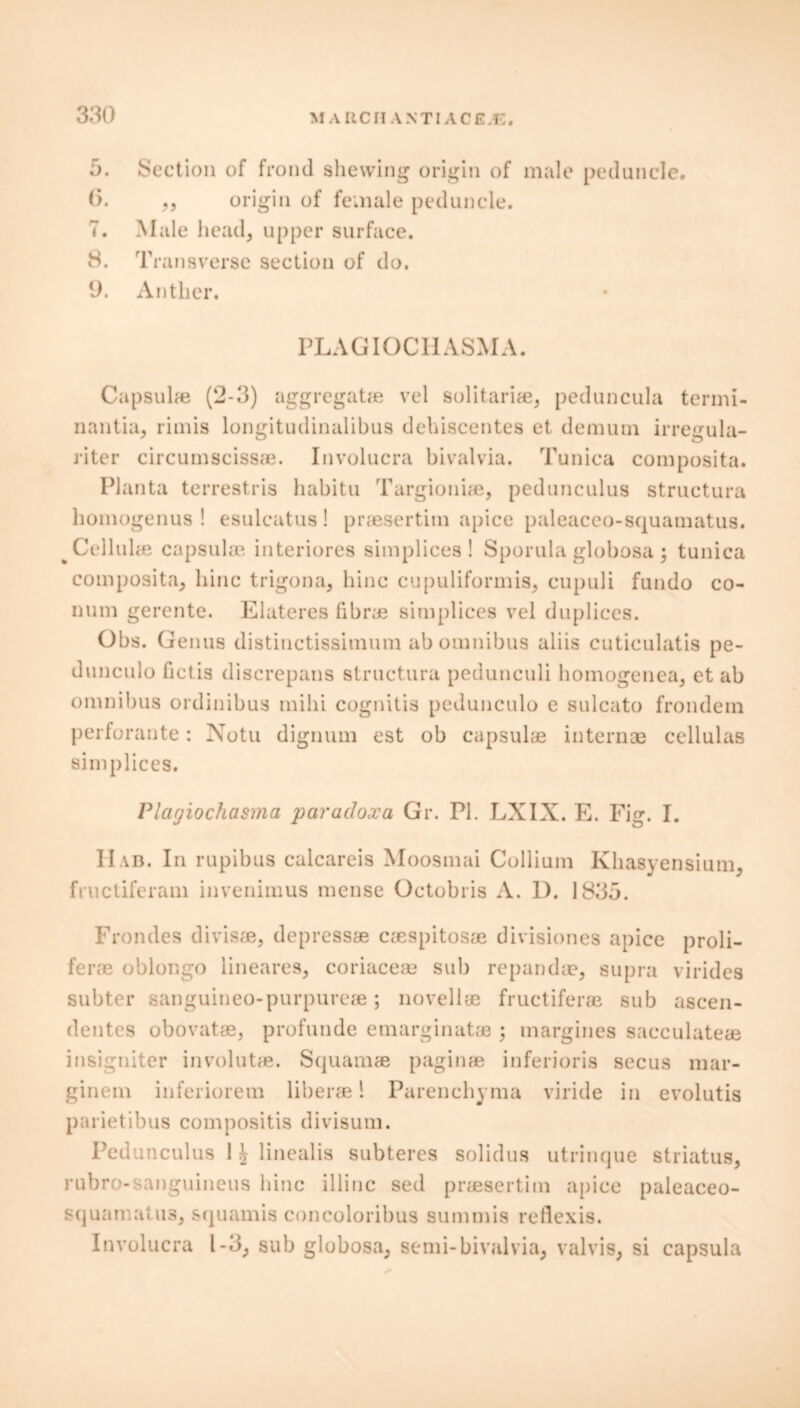 3. Section of frond shewing origin of male peduncle. 0. ,, origin of female peduncle. 7. Male head, upper surface. 8. Transverse section of do. 9. Anther. FLAG IOC 11 ASM A. Cupsuhe (2-3) aggregate vel solitariae, peduncula tenni- nantia, rimis longitudinalibus dehiscentes et derauin irregula- riter circumscissae. Involucra bivalvia. Tunica composita. Planta terrestris habitu Targioniae, pedunculus structura homogenus ! esulcatus! praesertim apice paleaceo-squamatus. % Cellulae capsuloe interiores simplices ! Sporula globosa ; tunica composita, hinc trigona, hinc cupuliformis, cupuli fundo co- num gerente. Elateres fibrae simplices vel duplices. Obs. Ge nus distinctissimum ab omnibus aliis cuticulatis pe- dunculo fictis discrepans structura pedunculi homogenea, et ab omnibus ordinibus mihi cognitis pedunculo e sulcato frondem perforante: Notu dignum est ob capsulae internae cellulas simplices. Plagiochasma paradoxa Gr. PI. LXIX. E. Fig. I. II ab. In rupibus calcareis Moosmai Collium Khasyensium, fructiferam invenimus mense Octobris A. 1). 1835. Frondes divisae, depressae caespitosae divisiones apice proli- fe rne oblongo lineares, coriaceae sub repandoe, supra virides subter sanguineo-purpureae; novelise fructiferae sub ascen- dentes obovatae, profunde emarginatae ; margines sacculateae insigniter involute. Squamae paginae inferioris secus mar- ginem inferiorem liberae 1 Parenchyma viride in evolutis parietibus compositis divisum. Pedunculus 1 £ linealis subteres solidus utrinque striatus, rubro-sanguineus hinc illinc sed praesertim apice paleaceo- squamatus, squamis concoloribus summis reflexis. Involucra 1-3, sub globosa, semi-bivalvia, valvis, si capsula