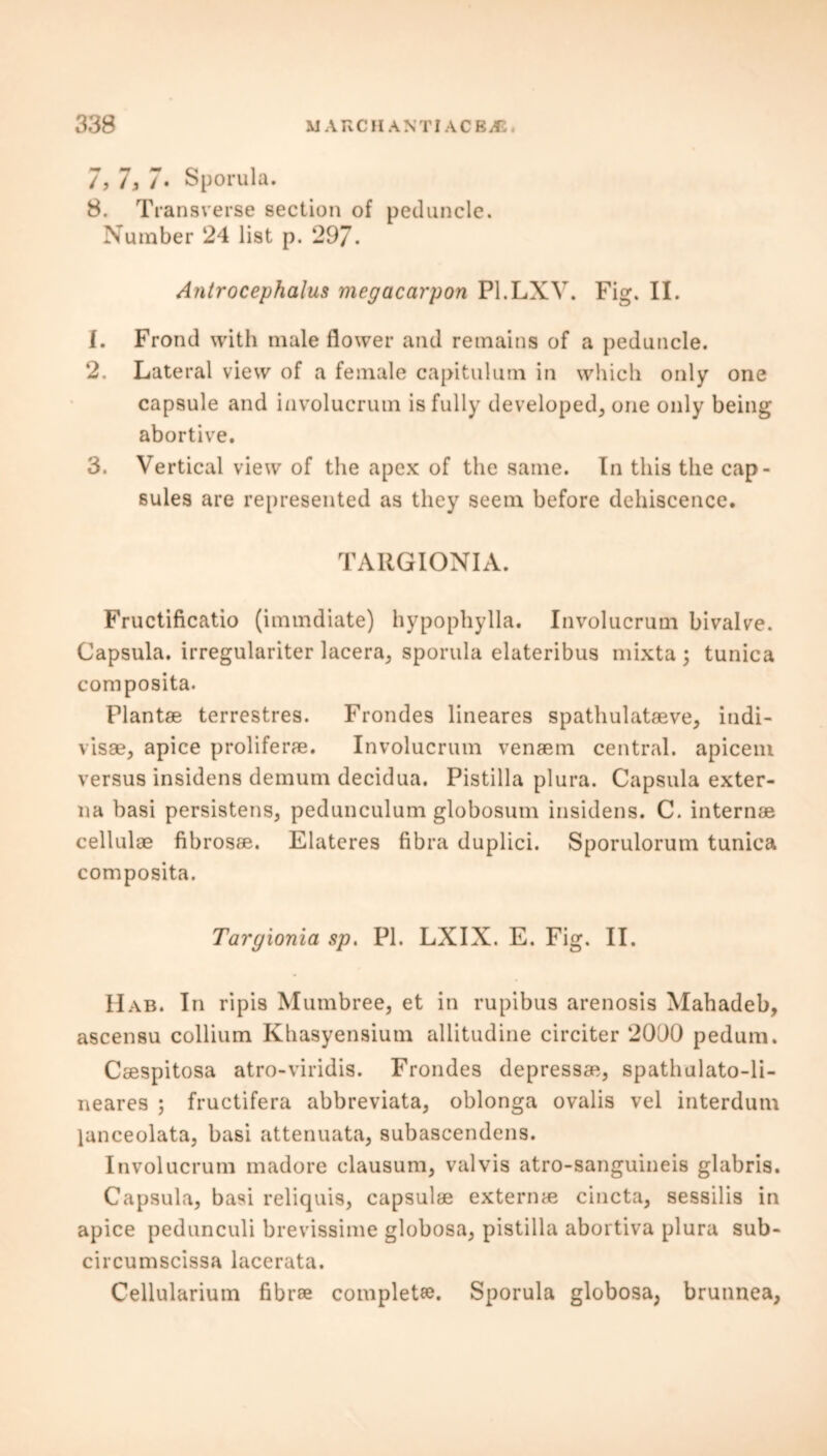 7, 7, 7• Sporula. 8. Transverse section of peduncle. Number 24 list p. 297. Antrocephalus megacarpon Pl.LXV. Fig. II. 1. Frond with male flower and remains of a peduncle. 2. Lateral view of a female capitulum in which only one capsule and involucrum is fully developed, one only being abortive. 3. Vertical view of the apex of the same. In this the cap- sules are represented as they seem before dehiscence. TARGIONIA. Fructificatio (immdiate) hypophylla. Involucrum bivalve. Capsula. irregulariter lacera, sporula elateribus mixta; tunica composita. Plant® terrestres. Frondes lineares spathulat®ve, indi- vis®, apice prolifer®. Involucrum venaem central, apicem versus insidens demum decidua. Pistilla plura. Capsula exter- na basi persistens, pedunculum globosum insidens. C. intern® cellul® fibros®. Elateres fibra duplici. Sporulorum tunica composita. Targionia sp, PI. LXIX. E. Fig. II. IIab. In ripis Mumbree, et in rupibus arenosis Mahadeb, ascensu collium Khasyensium allitudine circiter 2090 pedum. C®spitosa atro-viridis. Frondes depress®, spathulato-li- neares ; fructifera abbreviata, oblonga ovalis vel interdum lanceolata, basi attenuata, subascendens. Involucrum madore clausum, valvis atro-sanguineis glabris. Capsula, basi reliquis, capsul® extern® cincta, sessilis in apice pedunculi brevissime globosa, pistilla abortiva plura sub- circumscissa lacerata. Cellularium fibr® complete. Sporula globosa, brunnea,