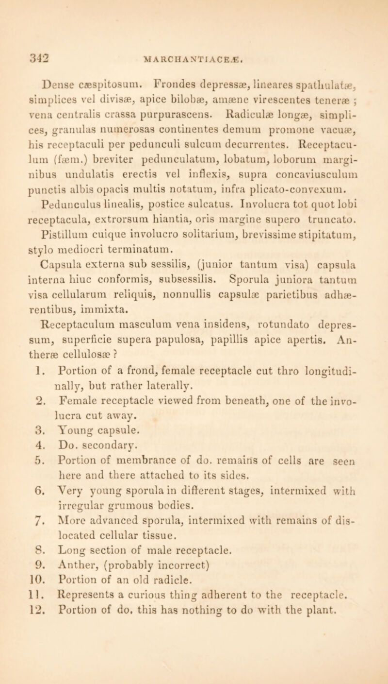 Dense caespitosum. Frondes depress*, lineares spatliulat*. simplices vel divis*, apice bilob*, amaene vireseentes tener* ; vena centralis crassa purpurascens. Radicul* long*, simpli- ces, granulas nunierosas continentes demum promone vacu*, his receptaculi per pedunculi sulcum decurrentes. Receptacu- lum ff*m.) breviter pedunculatum, lobatum, loborum margi- nibus undulatis erectis vel inflexis, supra concaviusculum punctis albis opacls multis notatum, infra plicato-convexum. Pedunculus linealis, postice sulcatus. Involucra tot quot lobi receptacula, extrorsum hiantia, oris margine supero truncato. Pistillum cuique involucro solitarium, brevissime stipitatum, stylo mediocri terminatum. Capsula externa sub sessilis, (junior tantum visa) capsula interna liiuc conformis, subsessilis. Sporula juniora tantum visa cellularum reliquis, nonnullis capsul* parietibus adh*- rentibus, immixta. Receptaculutn masculum vena insidens, rotundato depres- sum, superficie supera papulosa, papillis apice apertis. An- ther* cellulos* ? 1. Portion of a frond, female receptacle cut thro longitudi- nally, but rather laterally. 2. Female receptacle viewed from beneath, one of the invo- lucra cut away. 3. Young capsule. 4. Do. secondary. 5. Portion of membrance of do. remains of cells are seen here and there attached to its sides. 6. Very young sporula in different stages, intermixed with irregular grumous bodies. 7. M ore advanced sporula, intermixed with remains of dis- located cellular tissue. S. Long section of male receptacle. 9. Anther, (probably incorrect) 10. Portion of an old radicle. 11. Represents a curious thing adherent to the receptacle. 12. Portion of do, this has nothing to do with the plant.