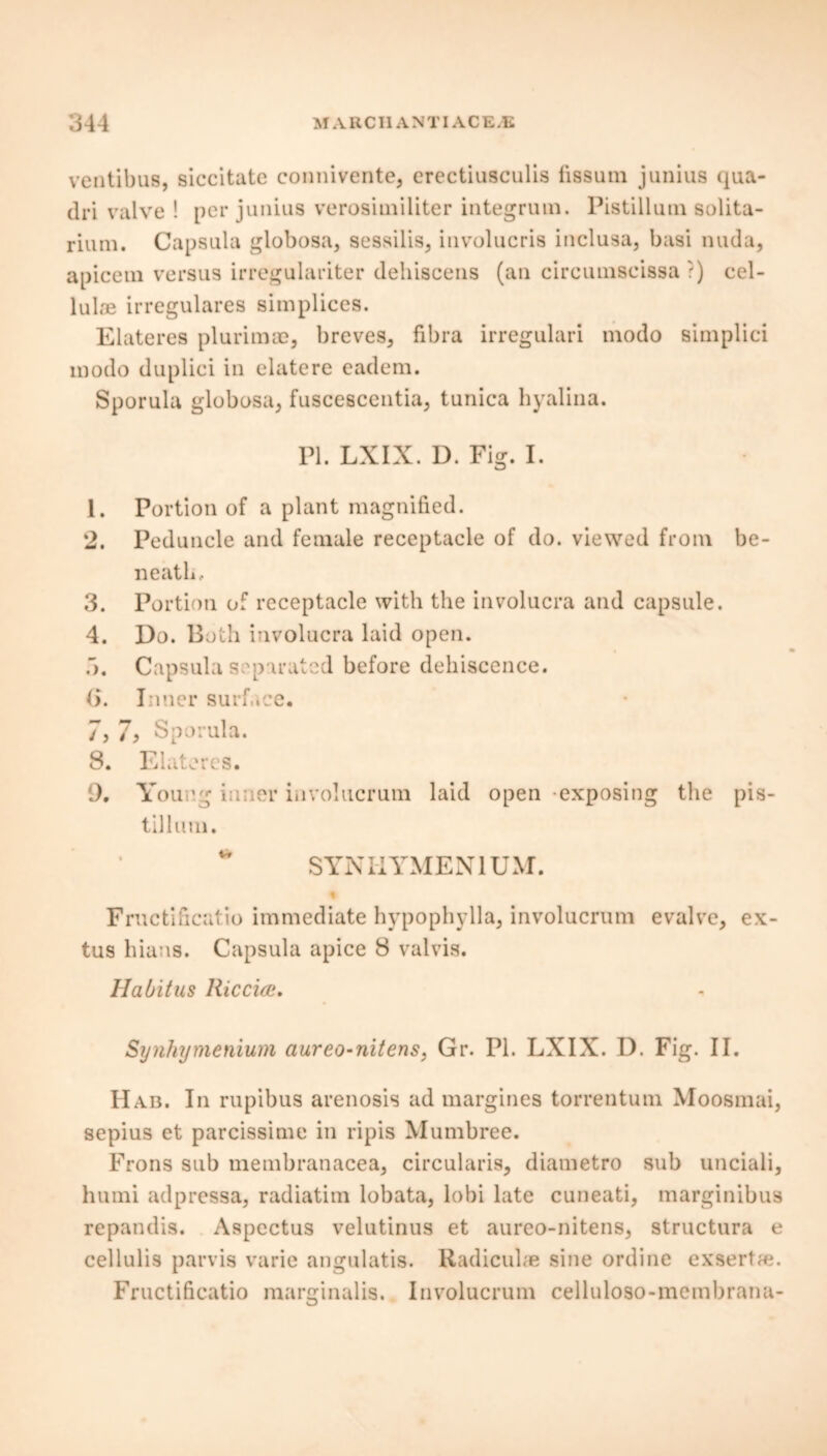 ventibus, siccitate connivente, crectiusculis fissum junius tjua- clri valve! per junius verosiiniliter integrum. Pis till uni solita- rium. Capsula globosa, sessilis, involucris inclusa, basi mid a, apicem versus irregulariter dehiscens (an circumscissa ?) cel- lulae irregulares simplices. Elateres plurimae, breves, fibra irregulari modo simplici modo duplici in elatere eadem. Sporula globosa, fuscescentia, tunica hyalina. PI. LXIX. D. Fig. I. 1. Portion of a plant magnified. 2. Peduncle and female receptacle of do. viewed from be- neath, 3. Portion of receptacle with the involucra and capsule. 4. Do. Both involucra laid open. o. Capsula separated before dehiscence. (>. Inner surface. 7. 7> Sporula. 8. Elateres. 9. Young inner involucrum laid open exposing the pis- tilluni. SYN HYMEN 1UM. % Fructificatio immediate hypophylla, involucrum evalve, ex- tus hiaus. Capsula apice 8 valvis. Habitus Riccia;. Synhymenium aureo-nitens, Gr. PL LXIX. D. Fig. II. Had. In rupibus arenosis ad margines torrentum Moosmai, sepius et parcissime in ripis Mumbree. Frons sub membranacea, circularis, diametro sub unciali, humi adpressa, radiatim lobata, lobi late cuneati, marginibus repandis. Aspcctus velutinus et aureo-nitens, structura e cellulis parvis varie angulatis. Radicuhe sine ordine exsertae. Fructificatio marginalis. Involucrum celluloso-membrana-