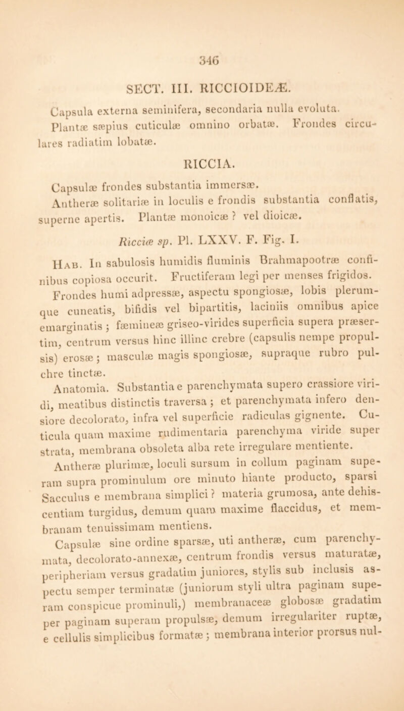 SECT. III. RICCIOIDE/E. Capsula externa seminifera, secondaria nulla evoluta. Plant® srepius cuticul® omnino orbat*. Frondes circu- lares radiatim lobat®. RICCIA. Capsul® frondes substantia imraersae. Anther® solitari® in loculis e frondis substantia conflatis, superne apertis. Plant® monoic® ? vel dioic®. Ricci & sp. PI. LX XV. F. Fig. I. Hab. In sabulosis humidis fluminis Brahmapootr® confi- nibus copiosa occurit. Fructiferam legi per menses frigidos. Frondes humi adpress®, aspectu spongios®, lobis plerum- que cuneatis, bifidis vel bipartite, laciniis omnibus apice emarginatis ; famine® griseo-virides superficia supera pr®ser- tim, centrum versus bine illinc crebre (capsulis nempe propul- sis) eros®; mascul® magis spongios®, supraque rubro pul- chre tinct®. Anatomia. Substantiae parenchymata supero crassiore viri- di, meatibus distinctis traversa ; et parenchymata infero den- siore decolorato, infra vel superficie radiculas gignente. Cu- ticula quam maxime rudimentaria parenchyma viiide super strata, membrana obsoleta alba rete irregulare mentiente. Anther® plurim®, loculi sursum in collum paginam supe- ram supra prominulum ore minuto hiante producto, spaisi Sacculus e membrana simplici ? materia grumosa, ante dehis- centiam turgidus, demum quam maxime flaccidus, et mem- branam tenuissimam mentiens. Capsul® sine ordine spars®, uti anther®, cum parenchy- mata, decolorato-annex®, centrum frondis versus maturat®, peripheriam versus gradatim juniores, stylis sub inclusis as- pectu semper terminat® (juniorum styli ultra paginam supe- ram conspicue prominuli,) membranace® globos® gradatim per paginam superam propuls®, demum irregulariter rupt®, e cellulis simplicibus format®; membrana interior prorsus nul-