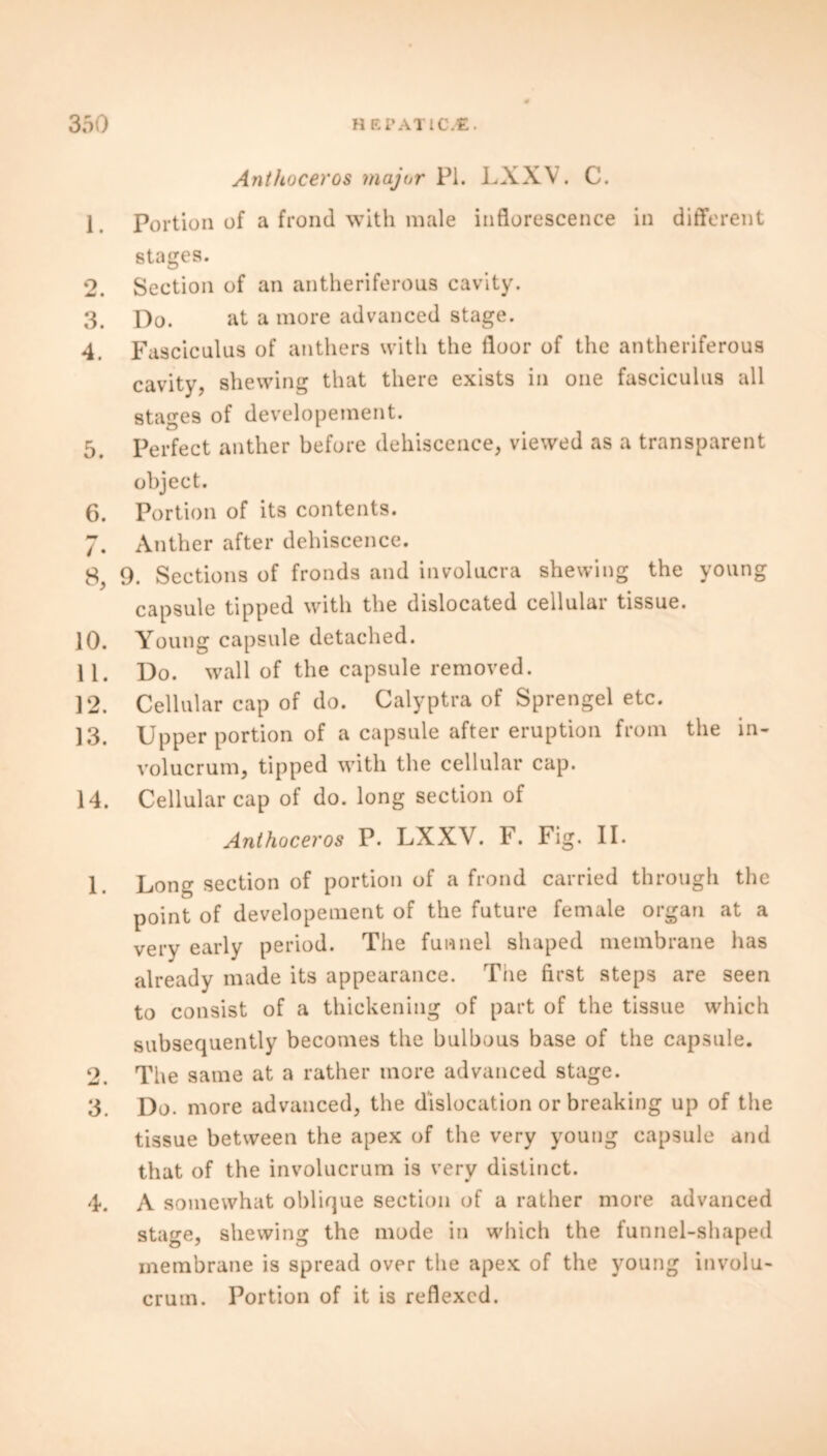 Anthoceros major PI. LXXV. C. 1 Portion of a frond with male inflorescence in different stages. 2. Section of an antheriferous cavity. 3. Do. at a more advanced stage. 4. Fasciculus of anthers with the floor of the antheriferous cavity, shewing that there exists in one fasciculus all stages of developement. 5. Perfect anther before dehiscence, viewed as a transparent object. 6. Portion of its contents. 7. Anther after dehiscence. 8. 9. Sections of fronds and involucra shewing the young capsule tipped with the dislocated cellular tissue. 10. Young capsule detached. 11. Do. wall of the capsule removed. 12. Cellular cap of do. Calyptra of Sprengel etc. 13. Upper portion of a capsule after eruption from the in- volucrum, tipped with the cellular cap. 14. Cellular cap of do. long section of Anthoceros P. LXXV. F. Fig. II. 1. Long section of portion of a frond carried through the point of developement of the future female organ at a very early period. The funnel shaped membrane has already made its appearance. The first steps are seen to consist of a thickening of part of the tissue which subsequently becomes the bulbous base of the capsule. 2. The same at a rather more advanced stage. 3. Do. more advanced, the dislocation or breaking up of the tissue between the apex of the very young capsule and that of the involucrum is very distinct. 4. A somewhat oblique section of a rather more advanced stage, shewing the mode in which the funnel-shaped membrane is spread over the apex of the young involu- crum. Portion of it is reflexed.
