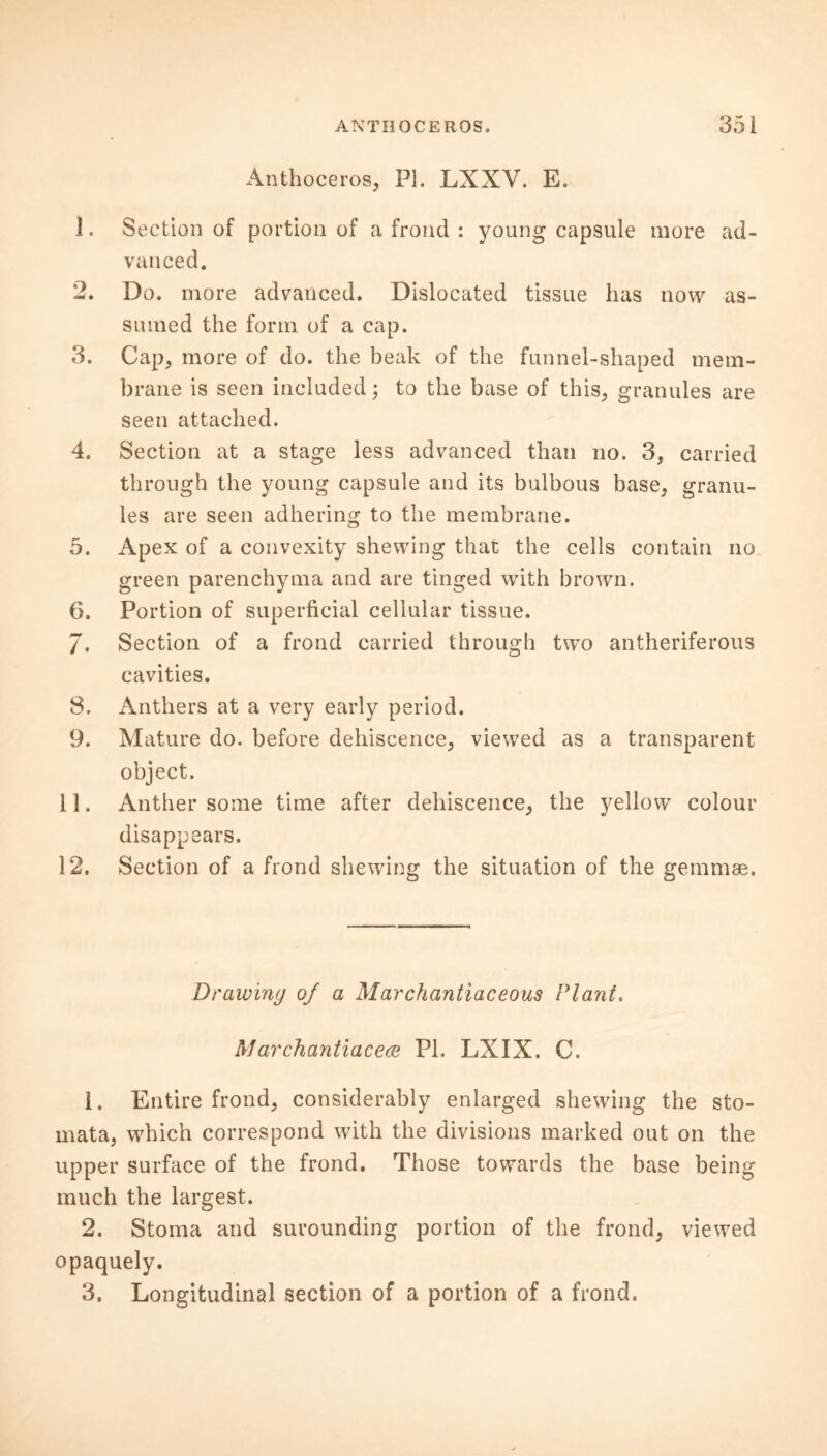 Anthoceros, PI. LXXV. E. 1. Section of portion of a frond : young capsule more ad- vanced. 2. Do. more advanced. Dislocated tissue has now as- sumed the form of a cap. 3. Cap, more of do. the beak of the funnel-shaped mem- brane is seen included; to the base of this, granules are seen attached. 4. Section at a stage less advanced than no. 3, carried through the young capsule and its bulbous base, granu- les are seen adhering to the membrane. 5. Apex of a convexity shewing that the cells contain no green parenchyma and are tinged with brown. G. Portion of superficial cellular tissue. 7. Section of a frond carried through two antheriferous cavities. 8. Anthers at a very early period. 9. Mature do. before dehiscence, viewed as a transparent object. 11. Anther some time after dehiscence, the yellow colour disappears. 12. Section of a frond shewing the situation of the gemmae. Drawing of a Marchantiaceous Plant. Marchantiacew PI. LXIX. C. 1. Entire frond, considerably enlarged shewing the sto- mata, which correspond with the divisions marked out on the upper surface of the frond. Those towards the base being much the largest. 2. Stoma and surounding portion of the frond, viewed opaquely. 3. Longitudinal section of a portion of a frond.