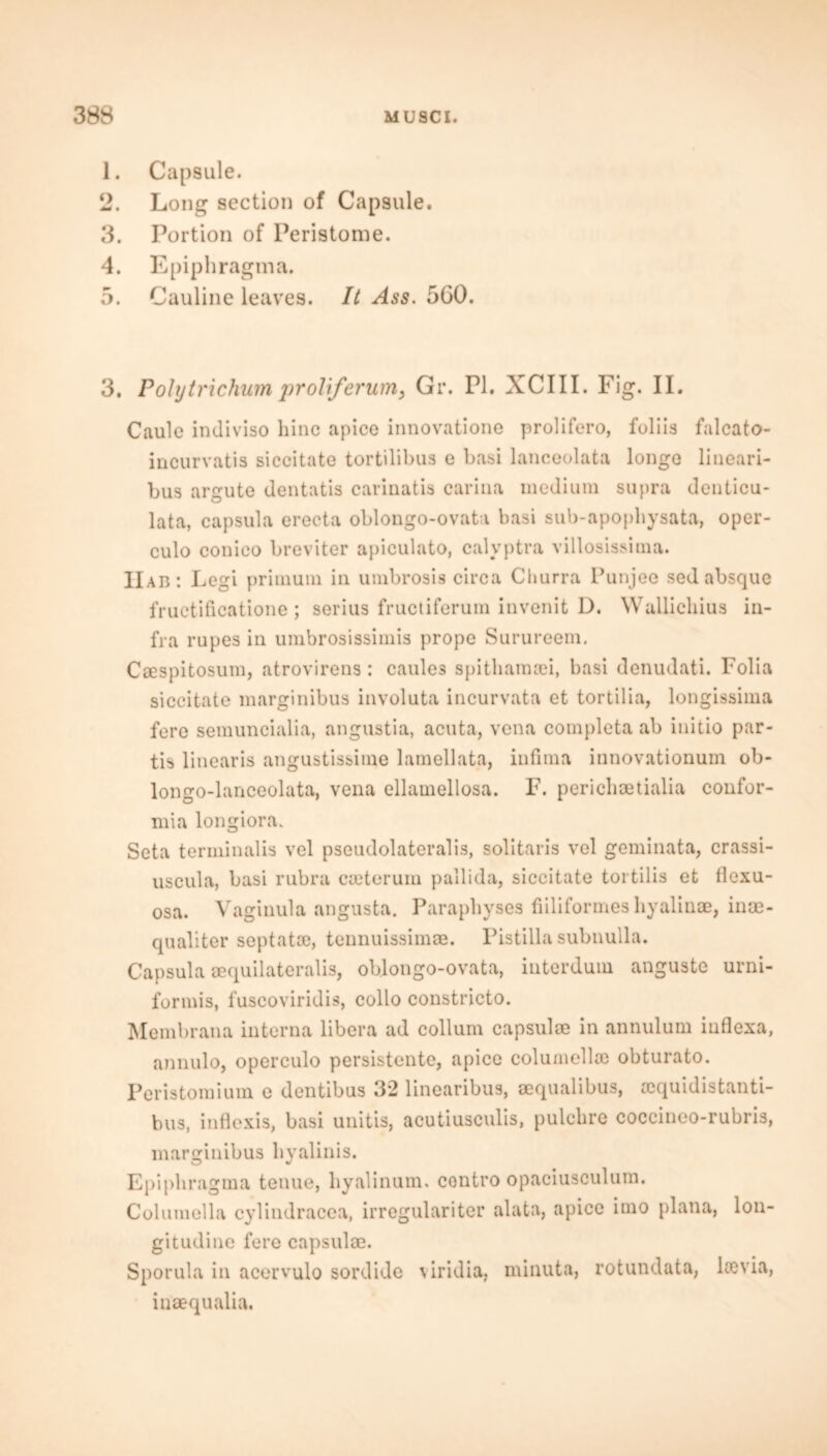 1. Capsule. 2. Long section of Capsule. 3. Portion of Peristome. 4. Epiphragma. 5. Cauline leaves. It Ass. 5G0. 3. Polytrichum proliferum, Gr. PI. XCIII. Fig. II. Caule indiviso bine apice innovatione prolifero, foliis falcato- incurvatis sieeitate tortilibus e basi lanceolata longo lineari- bus argute dentatis carinatis carina medium supra denticu- lata, capsula erecta oblongo-ovata basi sub-apophysata, oper- culo conico breviter apiculato, calyptra villosissima. IIab: Legi primum in uinbrosis circa Churra Punjee sed absque fructificatione ; serius fructiferum invenit D. Wallicliius in- fra rupes in umbrosissimis prope Surureem. Ccespitosum, atrovirens: caules spitharacei, basi denudati. Folia sieeitate marginibus involuta incurvata et tortilia, longissima fere semuncialia, angustia, acuta, vena completa ab initio par- tis linearis angustissime lamellata, iufima innovationuin ob- longo-lanceoluta, vena ellamellosa. F. pericliaetialia confor- mia longiora. Seta terminalis vel pseudolateralis, solitaris vel geminata, crassi- uscula, basi rubra cieterum pallida, sieeitate tortilis et flexu- osa. Vaginula angusta. Paraphyses fiilifortneshyalinae, ince- qualiter septatae, tennuissimae. Pistilla subnulla. Capsula aequilateralis, oblongo-ovata, interdum anguste urni- formis, fuscoviridis, collo constricto. Membrana interna libera ad collum capsulm in annulum iuflexa, annulo, operculo persistente, apice columellae obturato. Peristomium e dentibus 32 linearibus, sequalibus, cequidistanti- bus, inflexis, basi unitis, acutiusculis, pulclire coccineo-rubris, marginibus liyalinis. Epiphragma tenue, hyalinum. contro opaciusculum. Columella cylindracea, irregulariter alata, apice imo plana, lon- gitudine fere capsulce. Sporula in acervulo sordide viridia, minuta, rotundata, kevia, inaequalia.