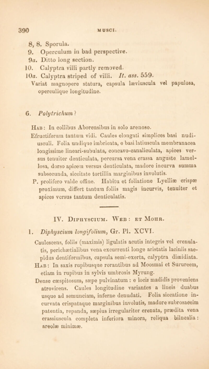 8, 8. Sporula. 9. Operculum in bad perspective. 9a. Ditto long section. 10. Calyptra villi partly removed. 10a. Calyptra striped of villi. It. ass. 559. Variat magnopere statura, capsula laeviuscula vel papulosa, operculique longitudiue. 6. Polytrichum? Hab : In collibus Aborensibus in solo arenoso. Efructiferum tantuin vidi. Caules elongati simplices ba3i nudi- usculi. Folia undique inabricata, e basi latiuscula inembranacea longissime lineari-subnlata, concavo-canaliculata, apices ver- sus tenuiter denticulata, percursa vena crassa anguste lamel- losa, dorso apicetn versus denticulata, madore incurva summa subsecunda, siccitate tor till ia inarginibus involutis. P. prolifero valde offine. Ilabitu et foliatione Lyelliae crispse proximum, differt tantum foliis magis incurvis, tenuiter et apices versus tantuin denticulatis. IV. Dipiiyscium. Web : et Mohr. 1. Diphyscium longifolium, Gr. PI. XCVI. Caulescens, foliis (maximis) ligulatis acutis integris vel crenula- tis, perichaetialibus vena excurrenti longe aristatis laciniis sae- pidus dentiformibus, capsula semi-exerta, calyptra dimidiata. IIab: In saxis rupibusque rorantibus ad Moosmai et Surureem, etiam in rupibus in sylvis umbrosis Myrung. Dense caespitosum, saepe pulvinatum : e locis madidis proveniens atrovirens. Caules longitudiue variantes a lineis duabus usque ad seraunciam, inferne denudati. Folia siccatione in- curvata crispataque raarginibus involutis, madore subrosaceim patentia, repanda, ssepius irregulariter crenata, praedita vena crassiuscula completa inferiora minora, reliqua bilnealia: areolae minimae.