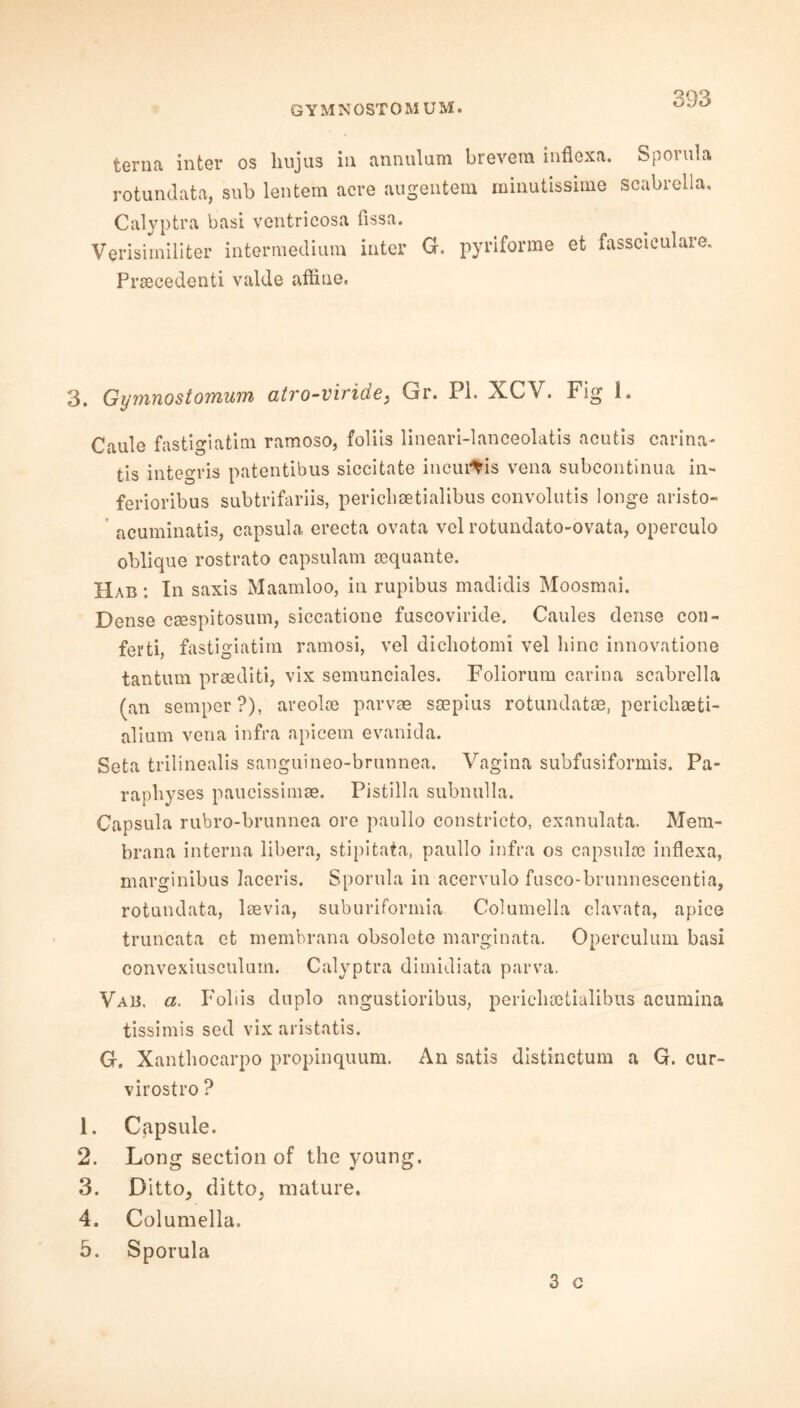 terna inter os liujus in annulum brevera inflexa. Sporula rotundata, sub lentem acre augentera minutissime scabrella. Calyptra basi vcntricosa fissa. Verisimiliter intermedium inter G. Prcecedenti valde affine. pyrifonne et fassciculare. 3. Gymnostomum atro-viride} Gr. Pi. XCV. Fig 1. Caule fastigiafcim ramoso, foliis lineari-lanceolatis acutis carina- tis integris patentibus siccitate incurtis vena subcontinua in- ferioribus subtrifariis, periclisetialibus convolutis longe aristo- acuminatis, capsula erecta ovata vel rotundato-ovata, operculo oblique rostrato capsulam aequante. Hab ; In saxis Maamloo, in rupibus madidis Moosmai. Dense CEespitosum, siccatione fuscoviride. Caules dense con- fetti, fastigiatim ramosi, vel dichotomy vel liinc innovatione tanturn praediti, vix semunciales. Foliorum carina scabrella (an semper?), areolte parvae srepius rotundatae, perlcliaeti- alium vena infra apicem evanida. Seta trilinealis sanguineo-brunnea. Vagina subfusiformis. Pa- raphyses paucissimse. Pistilla subnulla. Capsula rubro-brunnea ore paullo constricto, exanulata. Mem- brana interna libera, stipitata, paullo infra os capsulse inflexa, marginibus laceris. Sporula in acervulo fusco-brunnescentia, rotundata, Isevia, suburiformia Columella clavata, apice truncata et membrana obsolete marginata. Operculum basi convexiusculum. Calyptra dimidiata parva. Vab. a. Foliis duplo angustioribus, pericluetialibus acumina tissimis sed vix aristatis. G. Xantbocarpo propinquum. An satis distinctum a G. cur- virostro ? 1. Capsule. 2. Long section of the young, 3. Ditto, ditto, mature. 4. Columella. 5. Sporula 3 c