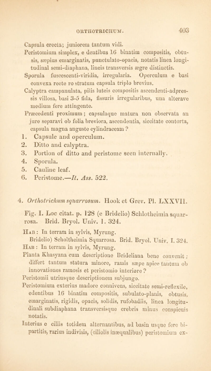 Capsula erecfca; juniorem tantum vidi. Peristomiam simplex, e dentibus 16 binatim compositis, obtu- sis, ssepius emarginatis, punctulato-opacis, notatis linca longi- tudinal semi-diaphana, lineis transversis aegre distinctis. Sporula fuscescenti-viridia, irregularia. Operculum e basi convexa recte ro stratum capsula triplo brevius. Calyptra campanulata, pilis luteis compositis ascendenti-adpres- sis villosa, basi 3-5 fida, fissuris irregularibus, una alterave medium fere attingente. Prmcedenti proximum; capsulaque matura non observata an jure separavi ob folia breviora, ascendentia, siccitate contorta, capsula magna anguste cylindraceam ? 1. Capsule and operculum. 2. Ditto and calyptra. 3. Portion of ditto and peristome seen internally, 4. Sporula. 5. Cauline leaf. 6. Peristome.—-//. Ass. 522. 4. Orthotrichumsquarrosum. Hook et Grev. PI. LXXVIL Fig. I. Loc citat. p. 128 (e Bridelio) Schlotheimia squar- rosa. Brid. Bryol. Univ. 1. 324. Hab : In terram in sylvis, My rung. Bridelio) Sclioltheimia Squarrosa. Brid. Bryol. Univ. I. 324, Hab : In terram in sylvis, Myrung. Planta Kliasyana cum descriptione Brideliana bene convcnit; differt tantum statura minore, ramis soepe apice tantum ob innovationes ramosis et peristomio interiore ? Peristomii utriusque descriptionem subjungo. Peristomium exterius madore connivens, siccitate semi-reflexile, edentibus 16 binatim compositis, subulato-planis, obtusis, emarginatis, rigidis, opacis, solidis, rufobadiis, linea longitu- dinali subdiaphana transversisque crebris minus conspicuis notatis. Interius e ciliis totidem alternantibus, ad basin usque fere bi- partite, rarius indivisis, (ciliolis incequalibus) peristomium ex-