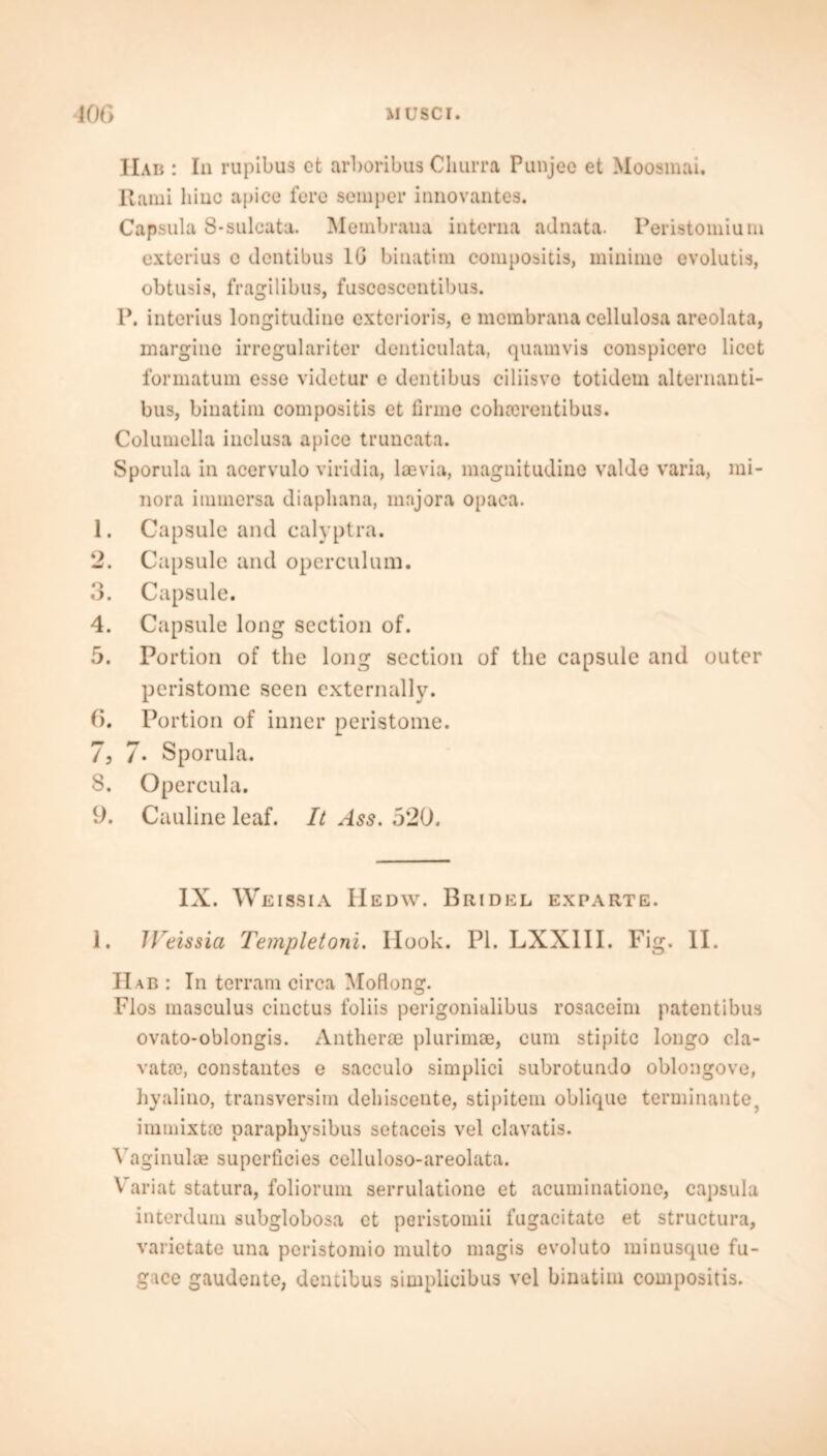 IIab : In rupibus ot arboribus Churra Punjee et Moosmai. Rami liiuc apice fere semper innovantes. Capsula 8-sulcata. Membraua interna adnata. Peristomium exterius e dentibus IG binatim compositis, minime evolutis, obtusis, fragilibus, fascescentibus. P. interius longitudine exterioris, e membrana cellulosa areolata, margine irregulariter denticulata, quamvis conspicere licet formatum esse videtur e dentibus ciliisve totidem alternanti- bus, binatim compositis et firme cohterentibus. Columella inclusa apice truncata. Sporula in acervulo viridia, laevia, magnitudine valde varia, mi- nora immersa diapliana, mnjora opaca. 1. Capsule and calyptra. 2. Capsule and operculum. 3. Capsule. 4. Capsule long section of. 5. Portion of the long section of the capsule and outer peristome seen externally. 6. Portion of inner peristome. 7. 7* Sporula. S. Opercula. 9. Cauline leaf. It Ass. 520. IX. Weissia IIedw. Bridel exparte. 1. JTeissia Templetoni. Ilook. PI. LXX1II. Fig. II. IIab : In terrain circa Moflong. Flos masculus cinctus foliis perigonialibus rosaceim patentibus ovato-oblongis. Antherae plurimae, cum stipitc longo cla- vatte, constantes e saccuio simplici subrotundo oblongove, hyalino, transversiin debiscente, stipitem oblique terniinante immixta) paraphysibus setaceis vel clavatis. VaginuliE superficies celluloso-areolata. Variat statura, foliorum serrulatione et acuminatione, capsula interdum subglobosa et poristomii fugacitate et structura, varietate una peristomio multo magis evoluto minusque fu- gice gaudente, dentibus simplicibus vel binatim compositis.