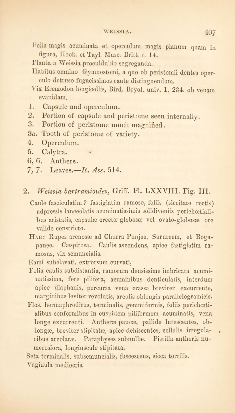 Folia magis acuminata et operculum magis planum quam in figura, Ilook. et Tayl. Muse. Britt t. 14. Planta a Weissia proculdubio segreganda. Habitus omnino Gymnostomi, a quo ob peristomii dentes oper- culo detruso fugacissimos caute distinguendum. ^ Lx Eremodon longicollis, Bird. Bryol. univ. 1. 234. ob venam evanidam. 1. Capsule and operculum. 2. Portion of capsule and peristome seen internally. 3. Portion of peristome much magnified. 3a. Tooth of peristome of variety. 4. Operculum. 5. Calytra. 6. 6. Anthers. 7. 7- Leaves.—It. Ass. 514. 2. Weissia bartramioides, Griff. PI. LXXVIII. Fig. III. Caule fasciculatim ? fastigiatim ramoso, foliis (siccitate rectis) adpressis lanceolatis acuminatissimis solidiveniis perichcetiali- bus aristatis, capsulce ereette globosm vel ovato-globosae ore valide constricto. Hab: Rupes arenosae ad Cliurra Punjee, Surureem, et Boga- panee. Caespitosa. Caulis ascendens, apice fastigiatim ra- mosus, vix semuncialis. Rami subclavati, extrorsum curvati, Folia caulis subdistantia, ramorum densissime imbricata acumi- natissima, fere pilifera, acuminibus denticulatis, interdum apice diaphanis, percursa vena crassa breviter excurrente, marginibus leviter revolutis, areolis oblongis parallelogramicis. Flos, hermaphroditus, terminalis, gemmiformis, foliis perichceti- alibus conformibus in cuspidem piliformem acuminatis, vena longe excurrenti. Antberse paucce, pallide lutescentes, ob- longse, breviter stipitatoe, apice dehiscentes, cellulis irregula- , ribus areolatae. Parapliyses subnullae. Pistilla antheris nu- merosiora, longiuscule stipitata. Seta terminalis, subsemuncialis, fuscescens, sicca tortilis. Vaginula mediocris.