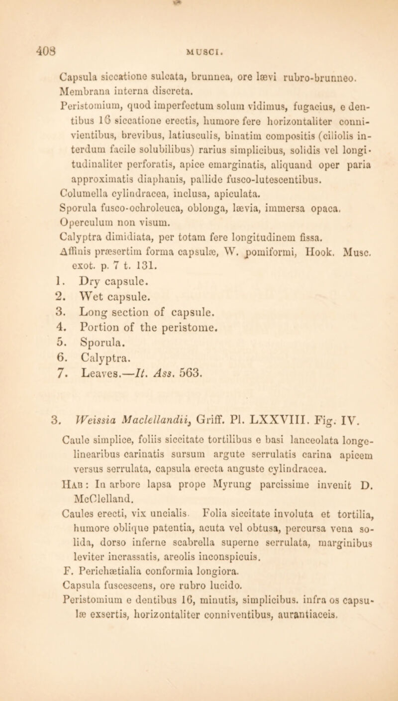 Capsula siccatione sulcata, brunuea, ore laevi rubro-brunneo. Membrana interna discreta. Peristomium, quod imperfectum solum vidimus, fugacius, e den- tibus lG siccatione erectis, hurnore fere horizontaliter couni- vientibus, brevibus, latiusculis, binatim compositis (ciliolis in- terdum facile solubilibus) rarius simplicibus, solidis vel longi* tudinaliter perforatis, apice emarginatis, aliquand oper paria approximate diaphanis, pallide fusco-lutescentibus. Columella cylindracea, inclusa, apiculata. Sporula fusco-ochroleuca, oblonga, loevia, immersa opaca, Operculum non visum. Calyptra dimidiata, per totam fere longitudinem fissa. Affmis praesertim forma capsuke, W. pomiformi, Ilook. Muse, exot. p. 7 t. 131. 1. Dry capsule. 2. Wet capsule. 3. Long section of capsule. 4. Portion of the peristome. 5. Sporula. 6. Calyptra. 7. Leaves.—It. Ass. 563. 3. IVeissia \laclellandii3 Griff. PI. LXXYIII. Fig. IV. Caule simpliee, foliis siccitato tortilibus e basi lanceolata longe- linearibus carinatis sursum argute serrulatis carina apicem versus serrulata, capsula erecta auguste cylindracea. ILvn: In arbore lapsa prope Myrung parcissime invenit D. McClelland. Caules erecti, vix uncialis. Folia siccitate involuta et tortilia, humore oblique patentia, acuta vel obtusa, percursa vena so- lida, dor3o inferne scabrella superne serrulata, marginibus leviter incrassatis, areolis iuconspicuis. F. Perichaetialia conformia longiora. Capsula fuscescens, ore rubro lucido. Peristomium e dentibus 1G, minutis, simplicibus. infra os capsu- la) exsertis, horizontaliter conniventibus, aurantiaceis.