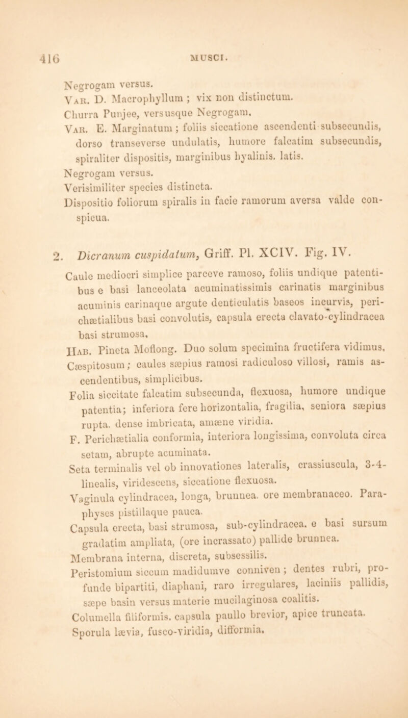 Negrogam versus. Vak. D. Macropliyllum ; vix non distinctum. Cliurra Punjee, vers usque Negrogam, Vaii. E. Marg inatum ; foliis siccatione ascendenti subseeundis, dorso transeverse umlulatis, liumore falcatim subsecuudis, spiral iter dispositis, marginibus liyalinis. latis. Negrogam versus. o o Verisimiliter species distincta. Dispositio foliorum spiralis in facie ramorum aversa valde con- spicua. 2. Vicranum cuspidalum3 Griff. PL XCIV. Fig. IV. Caule mediocri simplice parceve ramoso, foliis undique patenti- bus e basi lanceolata acuminatissimis carinatis marginibus acuminis carinaque argute deuticulatis baseos iucurvis, peii- chsetialibus basi convolutis, capsula erecta clavato-cylindracea basi strumosa, IIab. Pineta Moflong. Duo solum specimina fructifera vidimus, Ccespitosum; caules ssepius rauiosi radiculoso villosi, ramis as- cendcntibus, simplicibus. Folia siccitate falcatim subsecunda, flexuosa, liumore undique patentia; inferiora tore liorizontalia, fragilia, seniora smpius rupta. dense imbricata, amoeiie vindia. F. Pericliaetialia conformia, iuteriora longissima, convoluta circa setam, abrupte acuminata. Seta terminalis vel ob innovationes latciulis, ciassiuscula, 3-4- linealis, viridesccns, siccatione fiexuosa. Vaginula cylindracea, longa, brunnea. ore membranaceo. Para- pliyses pistillaque pauca. Capsula erecta, basi strumosa, sub-cylindracea. e basi sursuin gradatim ampliata, (ore incrassato) pallide brunnea. Membrana interna, discreta, subsessilis. Peristomium siccum madidumve conniven ; dentes rubii, pro- funde bipartiti, diaphani, raro irregulares, laciniis pallidis, stepe basin versus materie mucilaginosa coalitis. Columella filiformis. capsula paullo brevior, apice truncata. Sporula laevia, fusco-viridia, difformia.