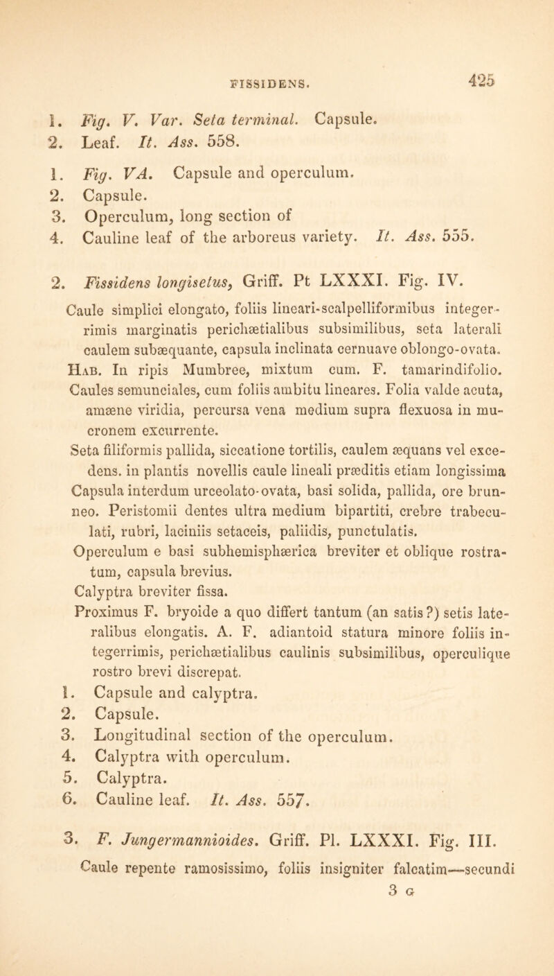 1. Fig. V. Var. Seta terminal. Capsule. 2. Leaf. It. Ass. 558. 1. Fig. VA. Capsule and operculum. 2. Capsule. 3. Operculum, long section of 4. Cauline leaf of the arboreus variety. It. Ass. 555. 2. Fissidens longisetusy Griff. Pt LXXXI. Fig. IV. Caule simplici elongato, foliis lineari-scalpelliformibus integer - rimis marginatis pericliaetialibus subsimilibus, seta lateral! caulem subaequante, capsula inclinata cernuave oblongo-ovata. Hab. In ripis Mumbree, mixtum cum. F. tamarindifolio. Caules semunciales, cum foliis ambitu lineares. Folia valde acuta, amaene viridia, percursa vena medium supra flexuosa in mu- cronem excurrente. Seta filiformis pallida, siccatione tortilis, caulem sequans vel exce- dens. in plantis novellis caule lineali prseditis etiam Iongissima Capsula interdum urceolato-ovata, basi solida, pallida, ore brun- neo. Peristomii dentes ultra medium bipartite crebre trabecu- lati, rubri, laciniis setaceis, paliidis, punctulatis. Operculum e basi subhemisphserica breviter et oblique rostra- tum, capsula brevius. Calyptra breviter fissa. Proximus F. bryoide a quo differt tantum (an satis ?) setis late- ralibus elongatis. A. F. adiantoid statura minore foliis in- tegerrimis, pericliaetialibus caulinis subsimilibus, operculique rostro brevi discrepat. !. Capsule and calyptra. 2. Capsule. 3. Longitudinal section of the operculum. 4. Calyptra with operculum. 5. Calyptra. 6. Cauline leaf. It. Ass. 55J. 3. F. Jungermannioides. Griff. PI. LXXXI. Fig. III. Caule repente ramosissimo, foliis insigniter falcatim-—secundi 3 Gr
