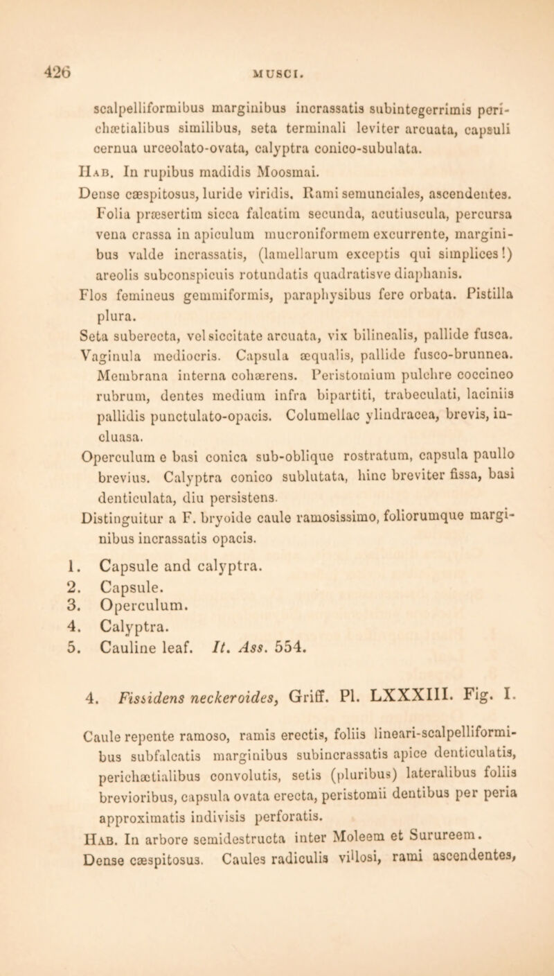 scalpelliformibus margiuibua incrassatis subintegerrimis peri- chretialibus similibus, seta terminali leviter arcuata, capsuli cernua urceolato-ovata, calyptra conico-subulata. Hab. In rupibus madidis Moosmai. Denso caespitosus, luride viridis. Rami semunciales, ascendentes. Folia prsesertim sicca falcatim secunda, acutiuscula, percursa vena crassa in apiculum mucronifortnein excurrente, margini- bus valde incrassatis, (lamellarum exceptis qui simplices!) areolis subconspicuis rotundatis quadratisve diaphanis. Flos femineus gemmifonnis, paraphysibus fere orbata. Pistilla plura. Seta suberecta, velsiccitate arcuata, vix bilinealis, pallide fusca. Vaginula mediocris. Capsula aequalis, pallide fusco-brunnea. Membrana interna cohaerens. Peristomium pulclire coccineo rubrum, dentes medium infra bipartiti, trabeculati, laciniis pallidis punctuluto-opacis. Columellac ylindracea, brevis, in- cluasa. Operculum e basi conica sub-oblique rostratum, capsula paullo brevius. Calyptra conico sublutata, hinc breviter fissa, basi denticulata, diu persistens. Distinguitur a F. bryoide caule ramosissimo, foliorumque margi- nibus incrassatis opacis. 1. Capsule and calyptra. 2. Capsule. 3. Operculum. 4. Calyptra. 5. Cauline leaf. It. Ass. 554. 4. Fissidens neckeroides, Griff. PI. LXXXIII. Fig. I. Caule repente ramoso, ramis erectis, foliis lineari-scalpelliformi- bus subfalcatis marginibus subincrassatis apice denticulatis, perichaetialibus convolutis, setis (pluribus) lateralibus foliis brevioribus, capsula ovata erecta, peristomii dentibus per peria approximate indivisis perforatis. Hab. In arbore semidestructa inter Moleem et Surureem. Dense caespitosus. Caules radiculis vidosi, rami ascendentes,