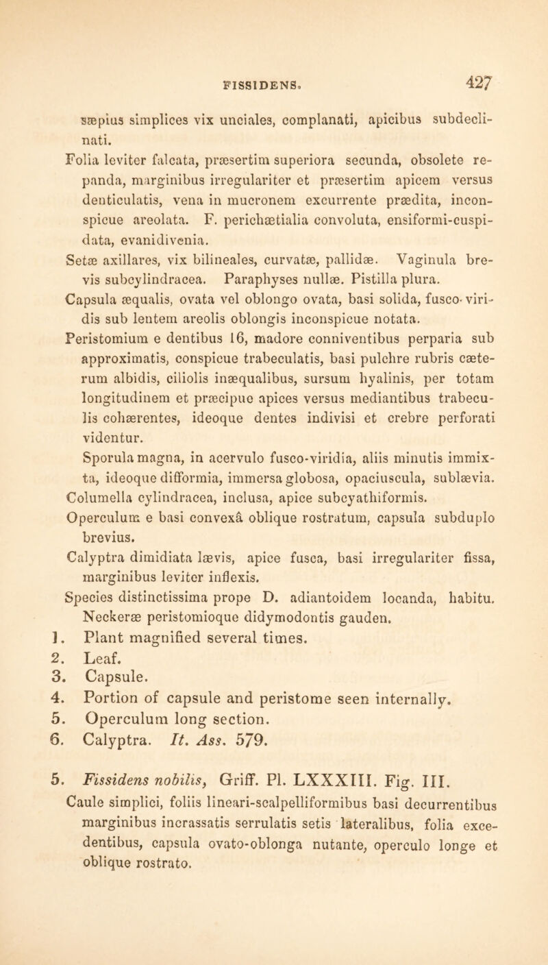 FISSIDENS, 42? ssepius simplices vix unciales, complanati, apicibus subdecli- nati. Folia leviter falcata, prsesertim superiora secunda, obsolete re- panda, marginibus irregulariter et prcesertim apicem versus denticulatis, vena in mucronem excurrente praedita, incon- spicue areolata. F. perichaetialia convoluta, ensiformi-cuspi- data, evanidivenia. Setae axillares, vix bilineales, curvatae, pallidae. Vaginula bre- vis subcylindracea. Paraphyses nullae. Pistilla plura. Capsula aequalis, ovata vel oblongo ovata, basi solida, fusco- viri- dis sub lentem areolis oblongis inconspicue notata. Peristomium e dentibus 16, madore conniventibus perparia sub approximate, conspicue trabeculatis, basi pulchre rubris csete- i'um albidis, ciliolis inaequalibus, sursum hyalinis, per totam longitudinem et praecipue apices versus mediantibus trabecu- lis cobaerentes, ideoque dentes indivisi et crebre perforati videntur. Sporula magna, in acervulo fusco-viridia, aliis minutis immix- ta, ideoque difformia, immersa globosa, opaciuscula, sublaevia. Columella cylindracea, inclusa, apice subcyathiformis. Operculum e basi convexa oblique rostratum, capsula subduplo brevius. Calyptra dimidiata laevis, apice fusca, basi irregulariter fissa, marginibus leviter inflexis. Species distinctissima prope D. adiantoidem Iocanda, habitu. Neckerae peristomioque didymodontis gauden. ]. Plant magnified several times. 2. Leaf. 3. Capsule. 4. Portion of capsule and peristome seen internally. 5. Operculum long section. 6. Calyptra. It. Ass. 5/9. 5. Fissidens nobilis, Griff. PI. LXXXIII. Fig. III. Caule simplici, foliis lineari-scalpelliformibus basi decurrentibus marginibus incrassatis serrulatis setis lateralibus, folia exce- dentibus, capsula ovato-oblonga nutante, operculo longe et oblique rostrato.