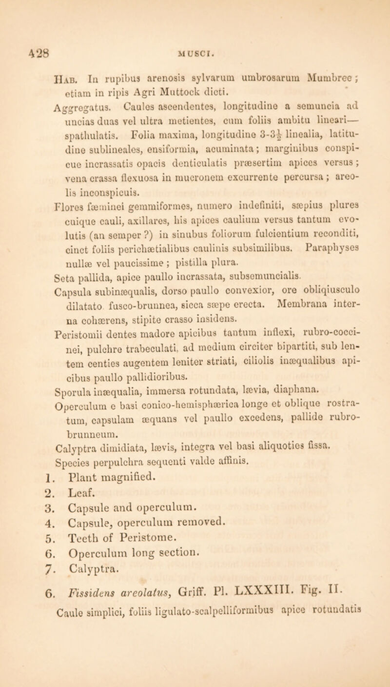 IIab. Ia rupibus arenosis sylvarum umbrosarum Mumbreo; etiam in ripis Agri Mattock dicti. A°’°’regatU3. Caules ascendentes, longitudino a semuncia ad uncias daas vel ultra metientes, cam foliis ambitu lineari— spathulatis. Folia maxima, longitudino 3-3^ linealia, latitu- dine sublineales, ensiformia, acuminata; margiuibus conspi- cue incrassatis opacis denticulatis praesertim apices versus ; vena crassa fiexuosa in mucronem excurrente percursa ; areo- lis inconspicuis. Flores feeminei gemmiformes, numero indefiniti, saepius plures cuique cauli, axillares, his apices caulium versus tautum evo- lutis (an semper ?) in sinubus foliorum fulcientium reconditi, cinct foliis perichaetialibus caulinis subsimilibus. Puraphyses nullm vel paucissime ; pistilla plura. Seta pallida, apice paullo incrassata, subsemuncialis. Capsula subinrequalis, dorso paullo convexior, ore obliqiusculo dilatato fusco-brunnea, sicca saepe erecta. Membrana inter- na cohoerens, stipite crasso insidens. Peristomii dentes madore apicibus tantum inflexi, rubro-cocci- nei, pulchre trabeculate ad medium circiter bipartite sub len- tem centies augentem lenitcr striati, ciliolis ineequalibus api- cibus paullo pallidioribus. Sporula insequalia, immersa rotundata, lrevia, diaphana. Operculum e basi conico-hemisphoerica longe ct oblique rostra- tum, capsulam oequans vel paullo cxcedens, pallide rubio- brunneum. Calyptra dimidiata, lajvis, integra vel basi aliquotios fissa. Species perpulchra sequenti valde airinis. 1. Plant magnified. 2. Leaf. 3. Capsule and operculum. 4. Capsule, operculum removed. 5. Teeth of Peristome. G. Operculum long section. 7. Calyptra. 6. Fissidcns areolatus, Griff. PI. LXXXIII. Fig. II. Caule simplici, foliis ligulato-scalpelliformibus apice rotundatis