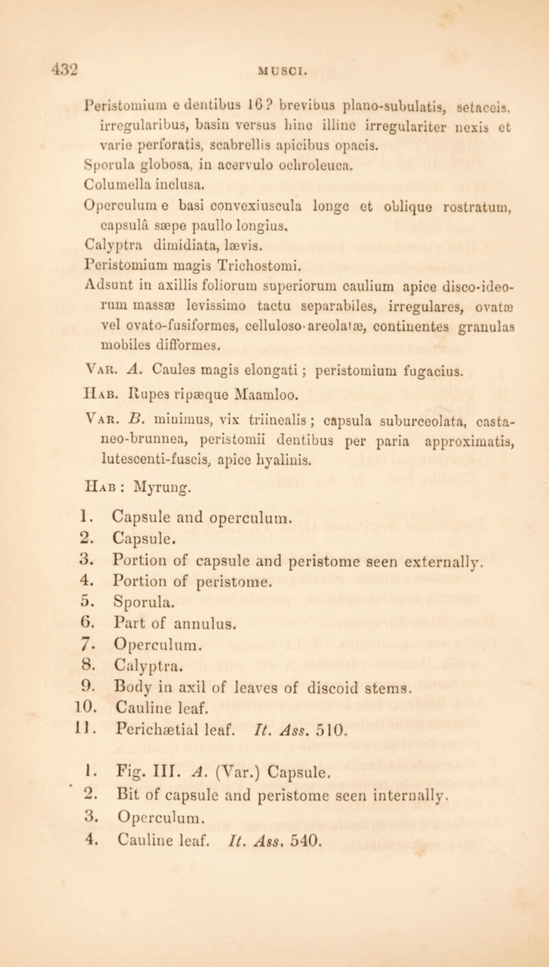 Peristomium e dentibus 1G? brevibus plano-subulatis, setacois, irregularibus, basin versus bine illinc irregulariter nexis et varie perforatis, scabrellis apicibus opacis. Sporula globosa, in acervulo ocliroleuca. Columella inclusa. Operculum e basi convexiuscula longc et oblique rostratum, capsula saepe paullo longius, Calyptra dimidiata, laevis. Peristomium magis Trichostomi. Adsunt in axillis foliorum superiorum caulium apice disco-ideo- rum mass® levissimo tactu separabiles, irregulares, ovatae vel ovato-fusiformes, celluloso-areolatm, continentes granulas mobiles difformes. Var. A. Caules magis elongati; peristomium fugacius. IIab. Ilupes ripaeque Maamloo. Yar. B. minimus, vix triinealis; capsula suburccolata, casta- neo-brunnea, peristomii dentibus per paria approximate, lutescenti-fuscis, apice hyalinis. IIab : Myrung. 1. Capsule and operculum. 2. Capsule. 3. Portion of capsule and peristome seen externally. 4. Portion of peristome. 5. Sporula. 6. Part of annulus. 7* Operculum. 8. Calyptra. 0. Body in axil of leaves of discoid stems. 10. Cauline leaf. 11. Perichaetial leaf. It. Ass. 510. 1. Fig. III. A. (Yar.) Capsule. 2. Bit of capsule and peristome seen internally. 3. Operculum. 4. Cauline leaf. It. Ass. 540.