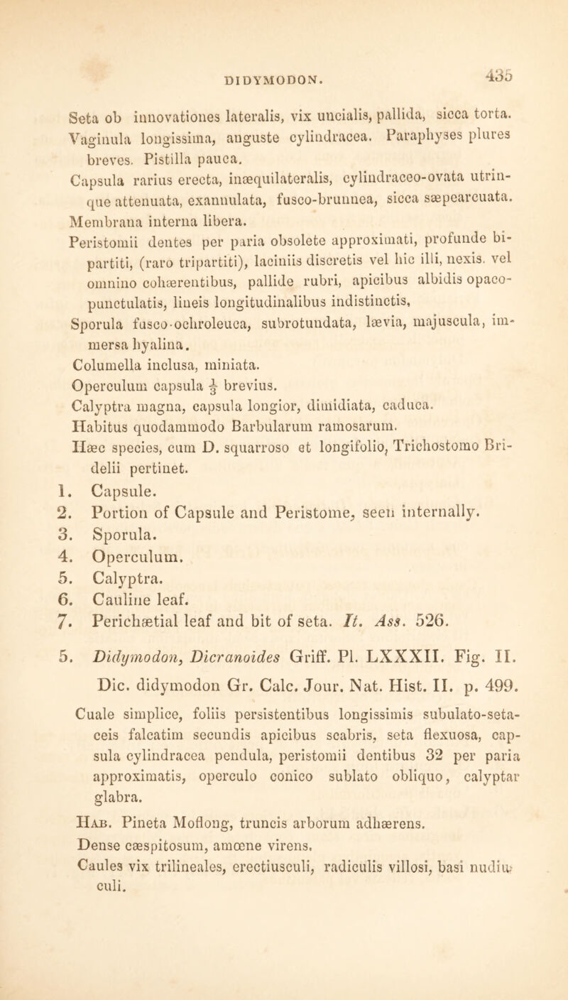 Seta ob innovationes lateralis, vix uncialis, pallida, sicca torta. Vaginula longissima, anguste cylindracea. Paraphyses plures breves. Pistilla pauca. Capsula rarius erecta, inaequilateralis, cylindraceo-ovata utrin- qae attenuata, exannulata, fusco-brunnea, sicca saepearcuata. Membratia interna libera. Peristomii dentes per paria obsolete approximate profunde bi- partite (raro tripartiti), laciniis discretis vel liic illi, nexis. vel omnino colicerentibus, pallide rubri, apicibus albidis opaco- punctulatis, lineis longitudinalibus indistinctis, Sporula fusco-ocliroleuca, subrotundata, laevia, majuscula, im- mersa hyalina. Columella inclusa, ininiata. Operculum capsula ^ brevius. Calyptra magna, capsula longior, dimidiata, caduca. Habitus quodammodo Barbularum ramosarum. Ilaec species, cum D. squarroso et longifolio, Trichostomo Bri- delii pertinet. 1. Capsule. 2. Portion of Capsule and Peristome, seen internally. 3. Sporula. 4. Operculum. 5. Calyptra. 6. Cauliue leaf. 7* Perichaetial leaf and bit of seta. It. Ass. 526. 5. Didymodon, Dicranoides Griff. PI. LXXXII. Fig. II. Die. didymodon Gr. Calc. Jour. Nat. Hist. II. p. 499. Cuale simplice, foliis persistentibus longissimis subulato-seta- ceis falcatim secundis apicibus scabris, seta flexuosa, cap- sula cylindracea pendula, peristomii dentibus 32 per paria approximate, operculo conico sublato obliquo, calyptar glabra. II ab. Pineta Moflong, truncis arborum adliEerens. Dense caespitosum, amcene virens. Caules vix trilineales, erectiusculi, radiculis villosi, basi nudiiu culi.