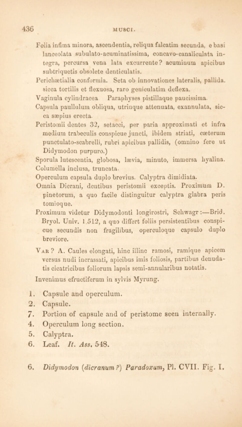 Folia infima minora, ascendentia, reliqua falcatim secunda, ebasi lanceolata subulato-acurainatissima, concavo-canaliculata in- tegra, percursa vena lata excurrente? acumiuum apicibus subtriquetis obsolete denticulatis. Perichaetialia conformia. Seta ob innovationes lateralis, pallida, sicca tortilis et flexuosa, raro geniculatim deflexa. Vaginula cylindracea Paraphyses pistillaque paucissima. Capsula paullulum obliqua, utrinque attenuata, exannulata, sic- ca saepius erecta. Peristomii dentes 32, setacci, per paria approximati et infra medium trabeculis conspicue juncti, ibidem striati, coeteruin punctulato-scabrelli, rubri apicibus pallidis, (omnino fere ut Didymodon purpuro.) Sporula lutescentia, globosa, loevia, minuto, immersa byalina. Columella inclusa, truncata. Operculum capsula duplo brevius. Calyptra dimidiata. Omnia Dicrani, dentibus peristomii exceptis. Proximum D. pinetorum, a quo facile distinguitur calyptra glabra peris tomioque. Proximum videtur Didymodonti longirostri, Schwagr:—Brid. Bryol. Univ. 1.512, a quo diflfert foliis persistentibus conspi- cue secundis non fragilibus, operculoque capsulo duplo breviore. Var ? A. Caules elongati, bine illinc ramosi, ramique apicem versus nudi incrassati, apicibus imis foliosis, partibus denuda- tis cicatricibus foliorum lapsis semi-annularibus notatis. Invenimus efructiferum in sylvis Myrung. 1. Capsule and operculum. 2. Capsule. 7. Portion of capsule and of peristome seen internally. 4. Operculum long section. 5. Calyptra. 6. Leaf. It. Ass. 548. 6. Didymodon (dicranum P) Paradoxum, PI. CVII. Fig. I.