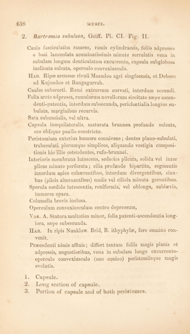 2. Bartramia subulosn, Griff. PI. Cl. Fig. II. Caule fasciculatim ramoso, ramis cylindraceis, foliis adpressis e basi lanceolata acuminatissimis minute serrulatis vena in subulam longain denticulatam excurrente, capsula subglobosa inclinata sulcata, operculo convexiusculo. IIab. Rip® arenosic rivuli Maamloo agri singfoensis, et Deboro ad Kujoodoo et Rangagurrali. Caules suberecti. Rami extrorsuin curvati, interdum seeundi. Folia arete adpressa, ramulorum novellorum siccitatc soepe ascen- denti-patentia, interdumsubsecunda, perichaetialia longius su- bulata, margiuibus recurvis. Sata subuncialis, vel ultra. Capsula ineequilateralis, maturata brunnea profunde sulcata, ore obliquo paullo constricto. Peristomium exterius humore conniveus; dentes piano-subulati, trabeculati, plerumque simj)lices, aliquando vestigia composi- tionis hie illic ostendentes, rufo-brunnei. Interioris membrana lutescens, sedecies plicata, solida vel inter plicas minute perforata ; cilia profunde bipartita, segmentis interdum apice coliaerentibus, interdum divergentibus, sinu* bus (plicis alternantibus) nudis vel ciliola minuta gerentibus. Sporula sordide lutescentia, reniformia, vel oblonga, subloevia, immersa opaea. Columella brevis inclusa. Operculum convexiusculum centro depressum, Var. A. Statura multoties minor, folia patenti-ascendentia long- iora, soepe subsecunda. IIab. In ripis Nunklow. Brid, B. ithyphylae, fere omnino con- venit. Praecedenti nimis affinis; differt tantum foliis magis planis et adpressis, angustioribus, vena in subulam longe excurrente- operculo convexiusculo (nec conico) peristomiisque magis evolutis. 1. Capsule. 2. Long section of capsule. 3. Portion of capsule and of both peristomes.